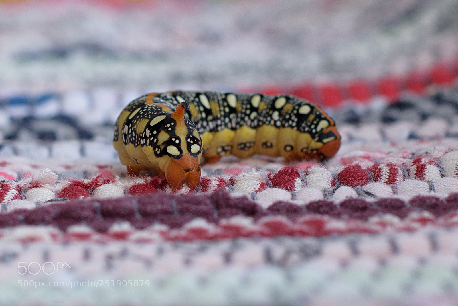 Nikon D810 sample photo. Caterpillar photography
