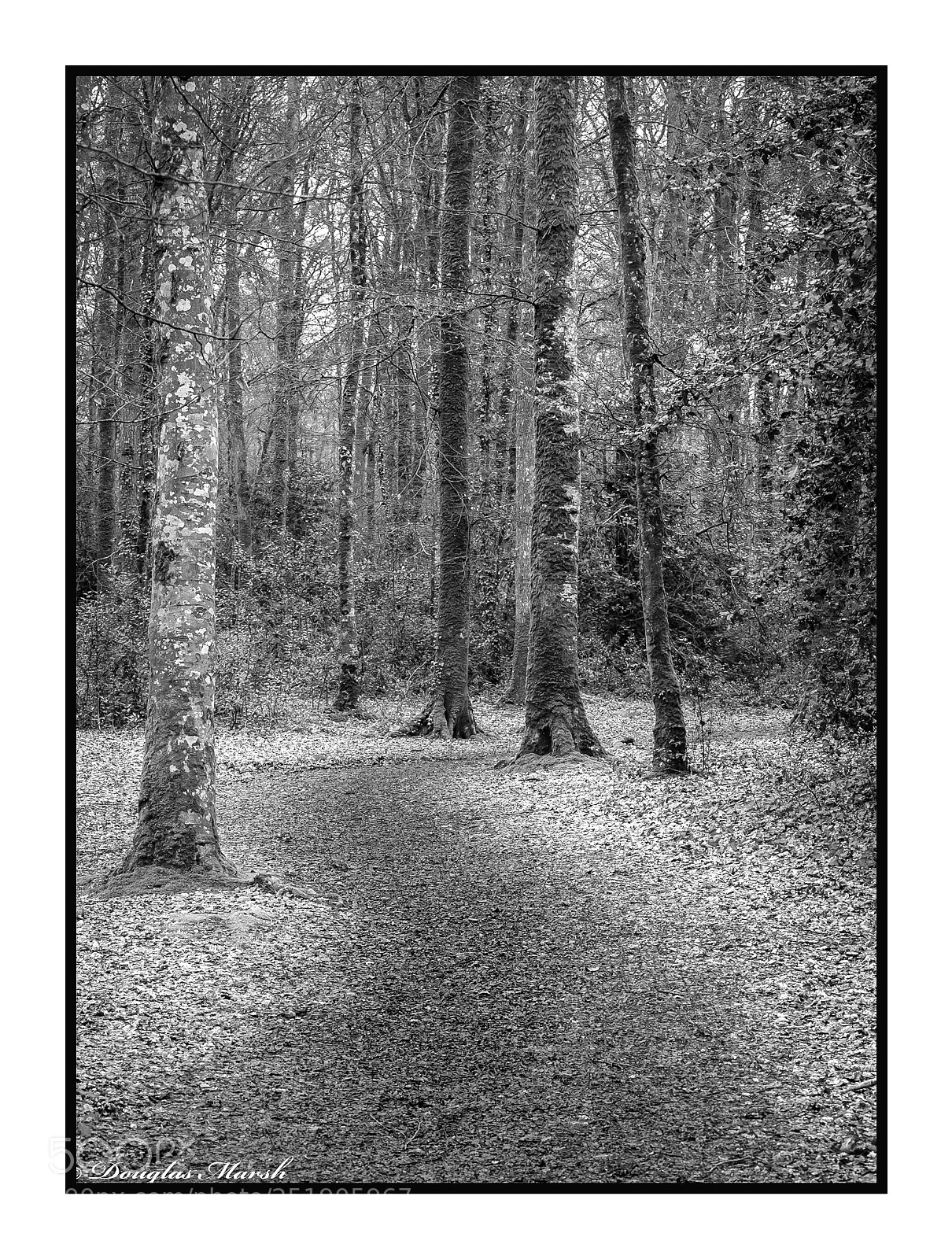 Canon EOS 5D Mark II sample photo. Woods photography