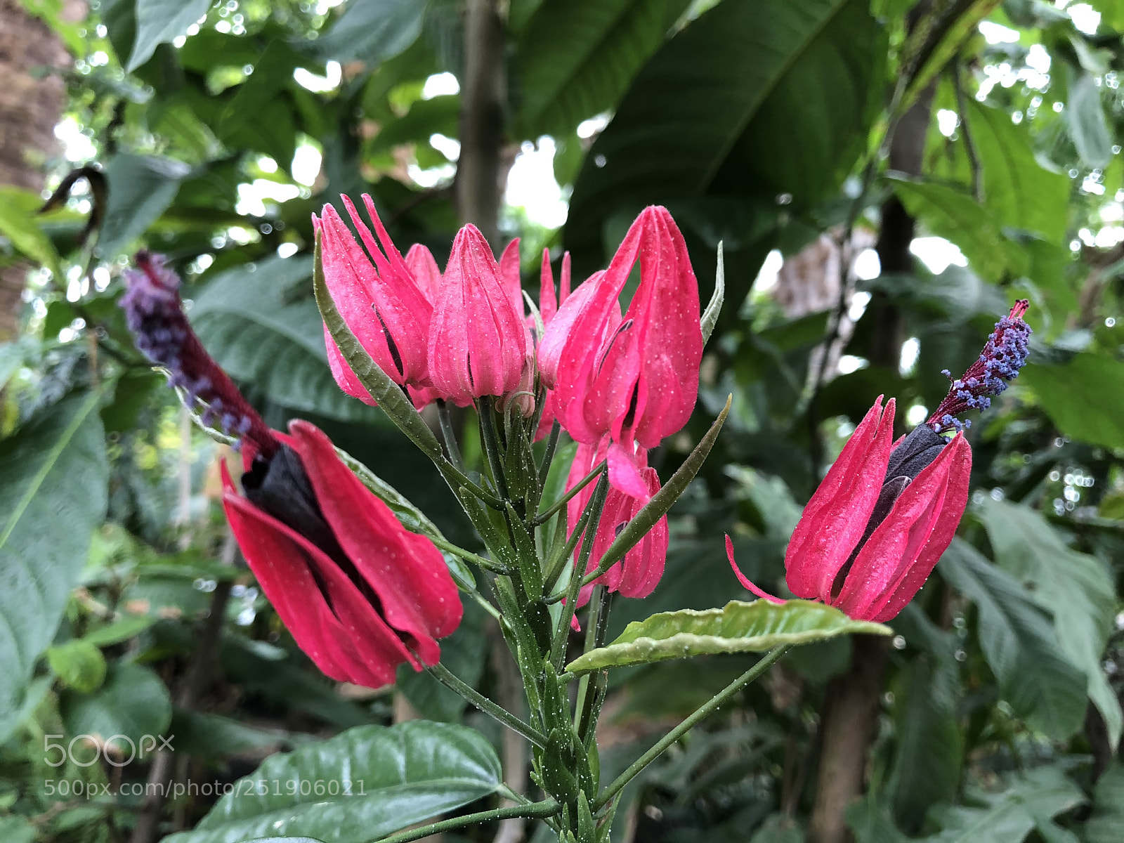 Apple iPhone X sample photo. Pink pleasure  photography