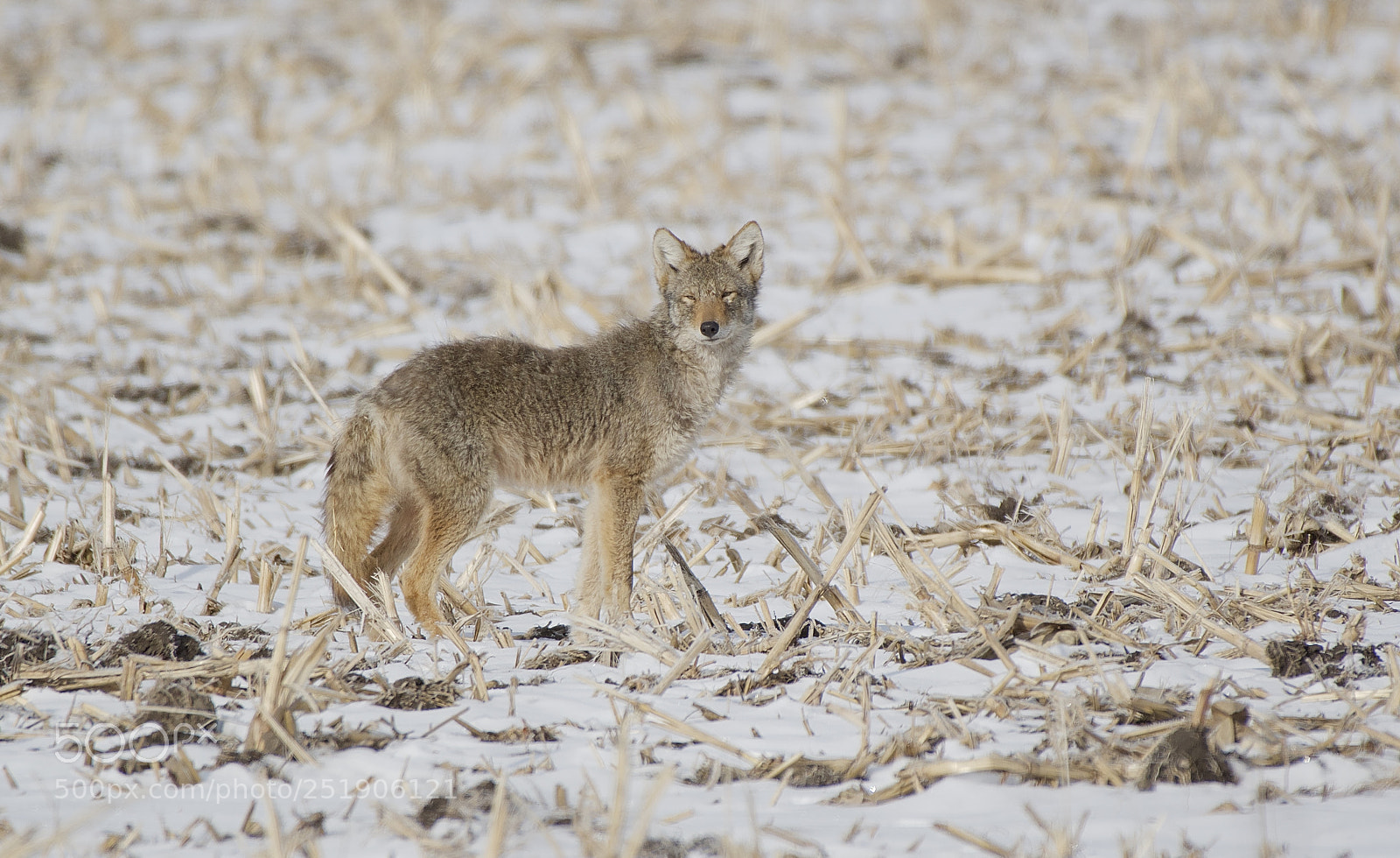 Nikon D500 sample photo. Coyote photography