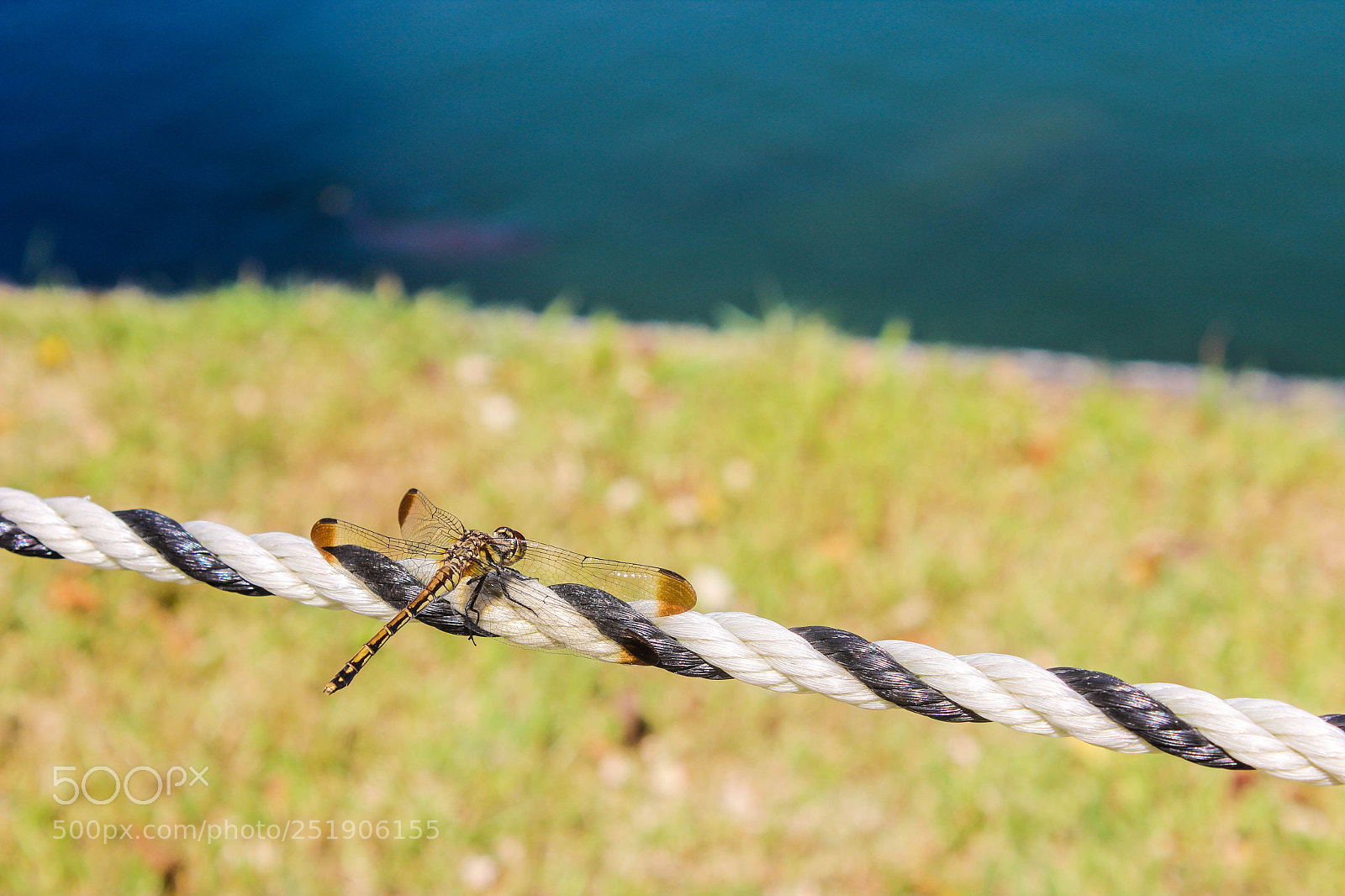 Canon EOS 600D (Rebel EOS T3i / EOS Kiss X5) sample photo. Dragonfly in gyeongbokgung palace photography