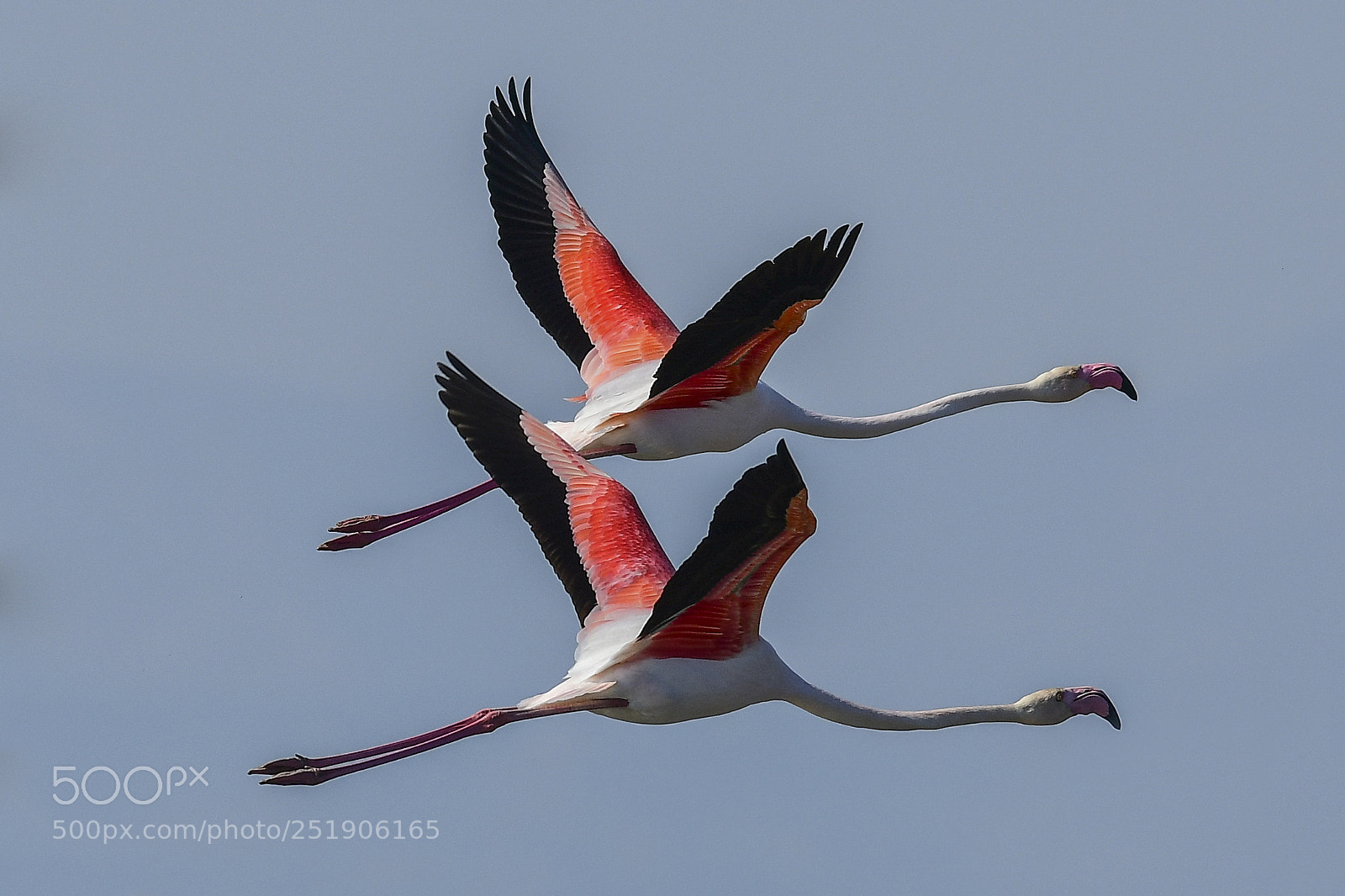 Nikon D850 sample photo. Flamencos photography