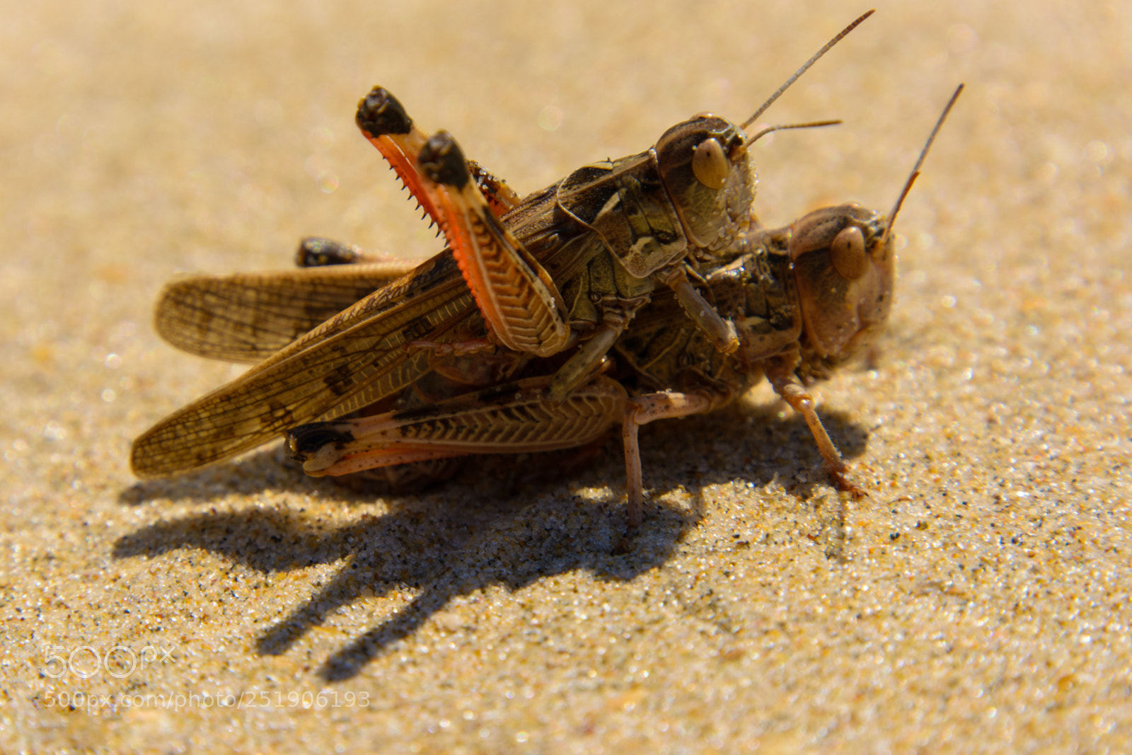 Nikon D5200 sample photo. Locuts photography