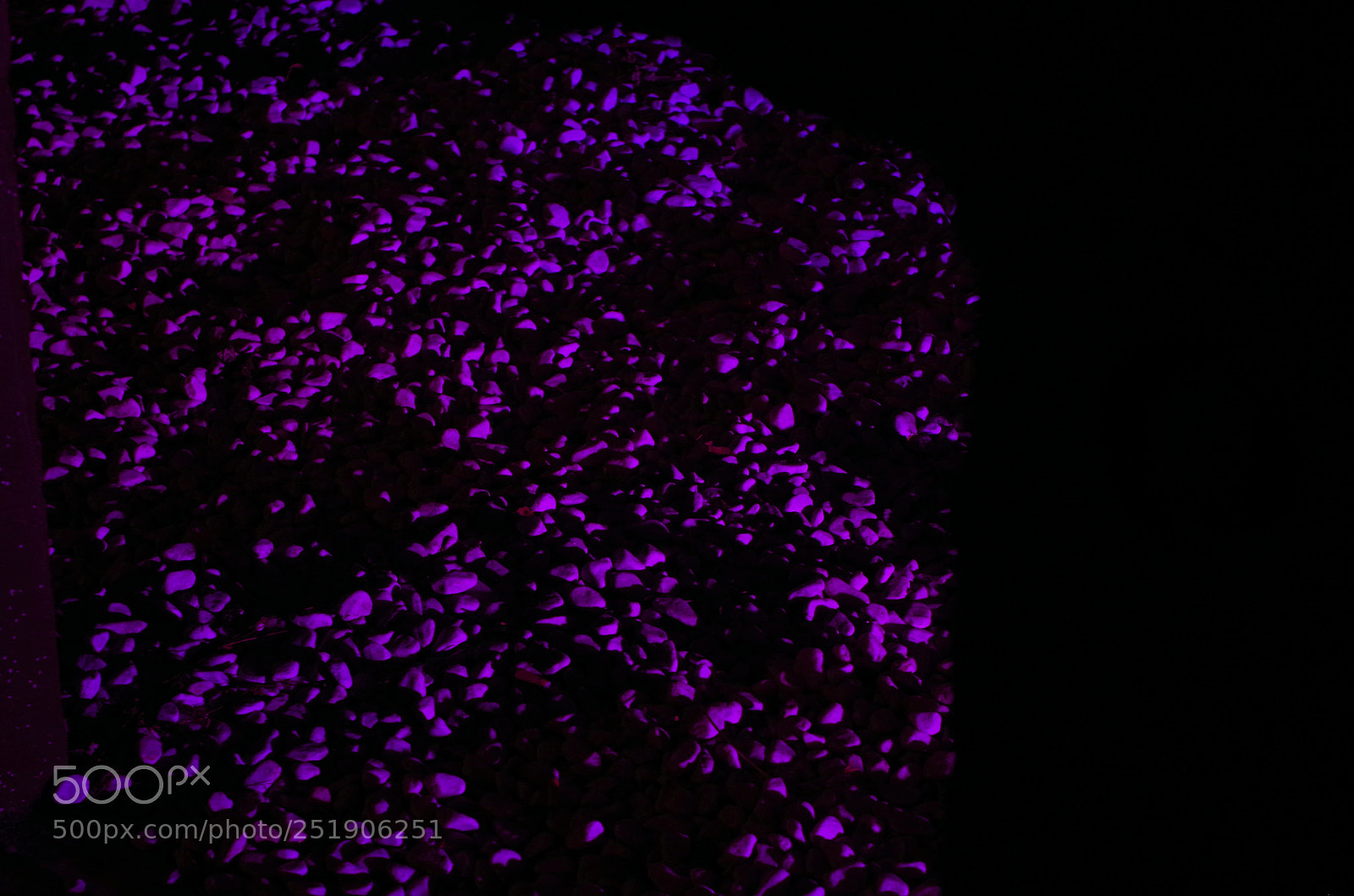 Pentax K-30 sample photo. Mauve grain photography