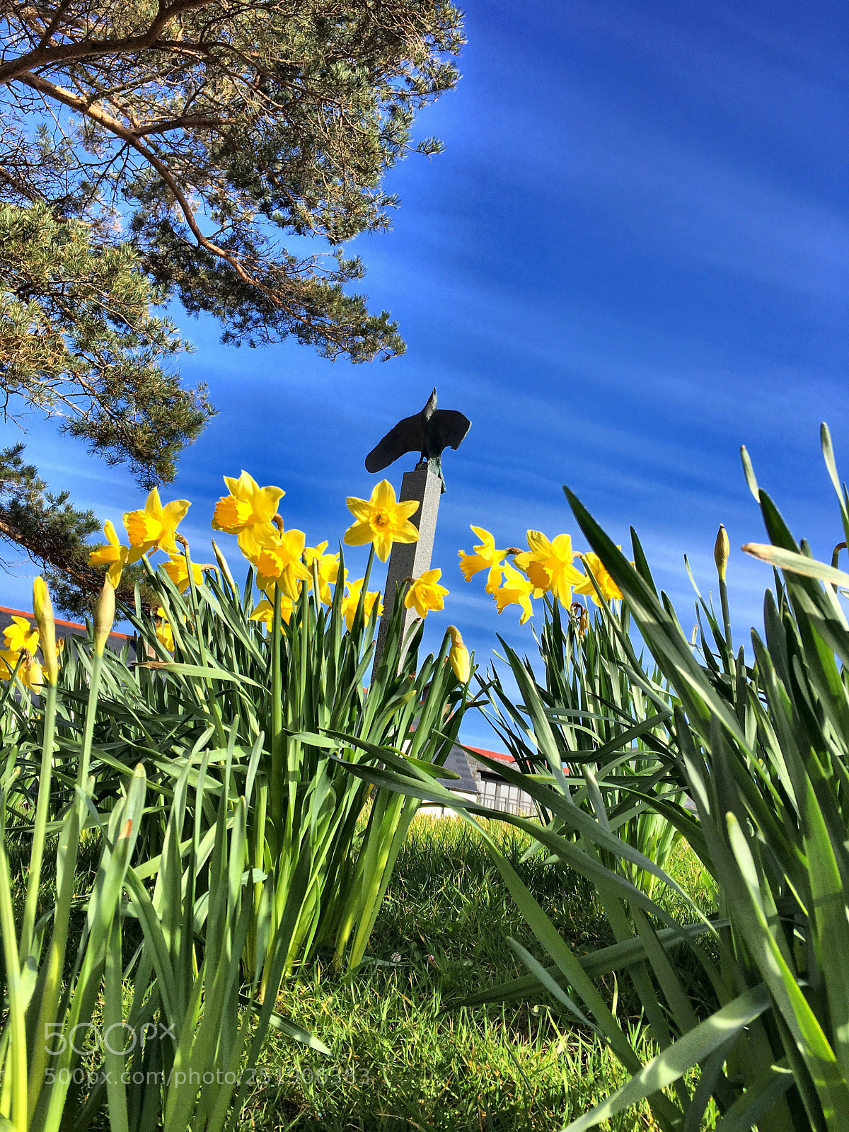 Apple iPhone 6s sample photo. Spring has sprung photography