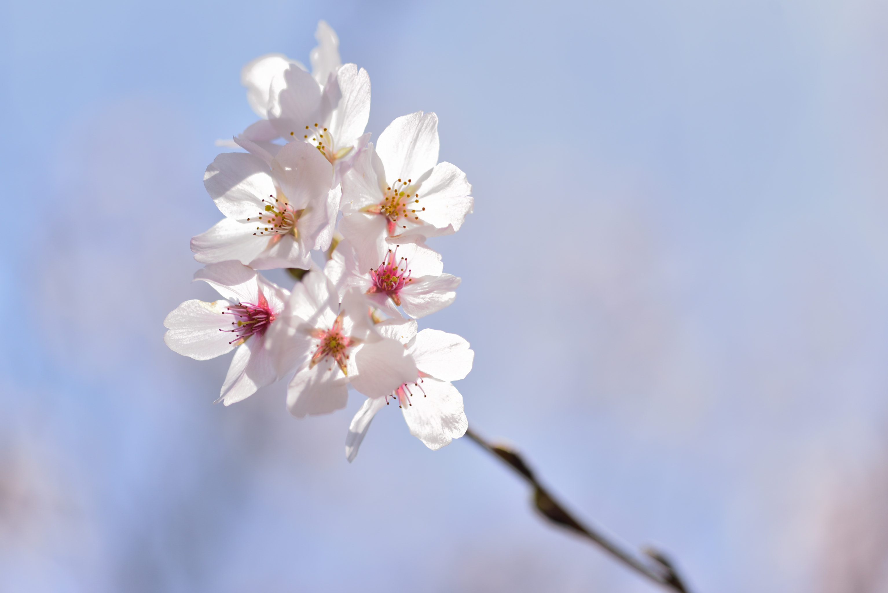 Sigma 105mm F2.8 EX DG OS HSM sample photo. 春爛漫 photography