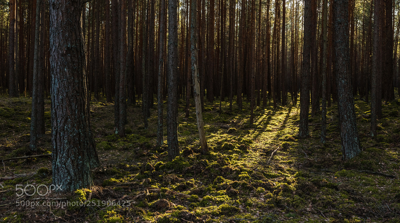 Canon EOS 80D sample photo. The forest is in photography
