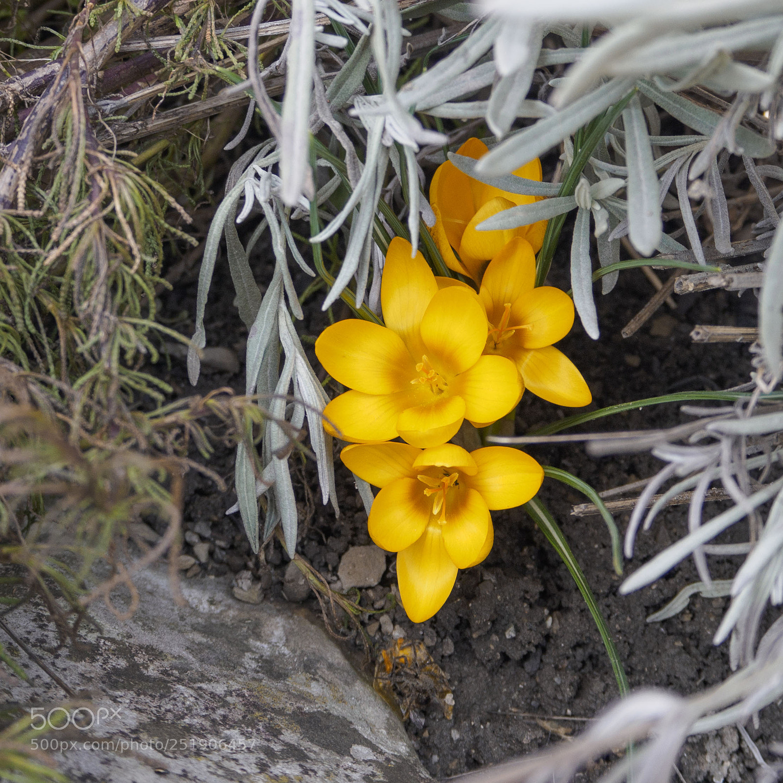 Olympus PEN-F sample photo. Garden photography