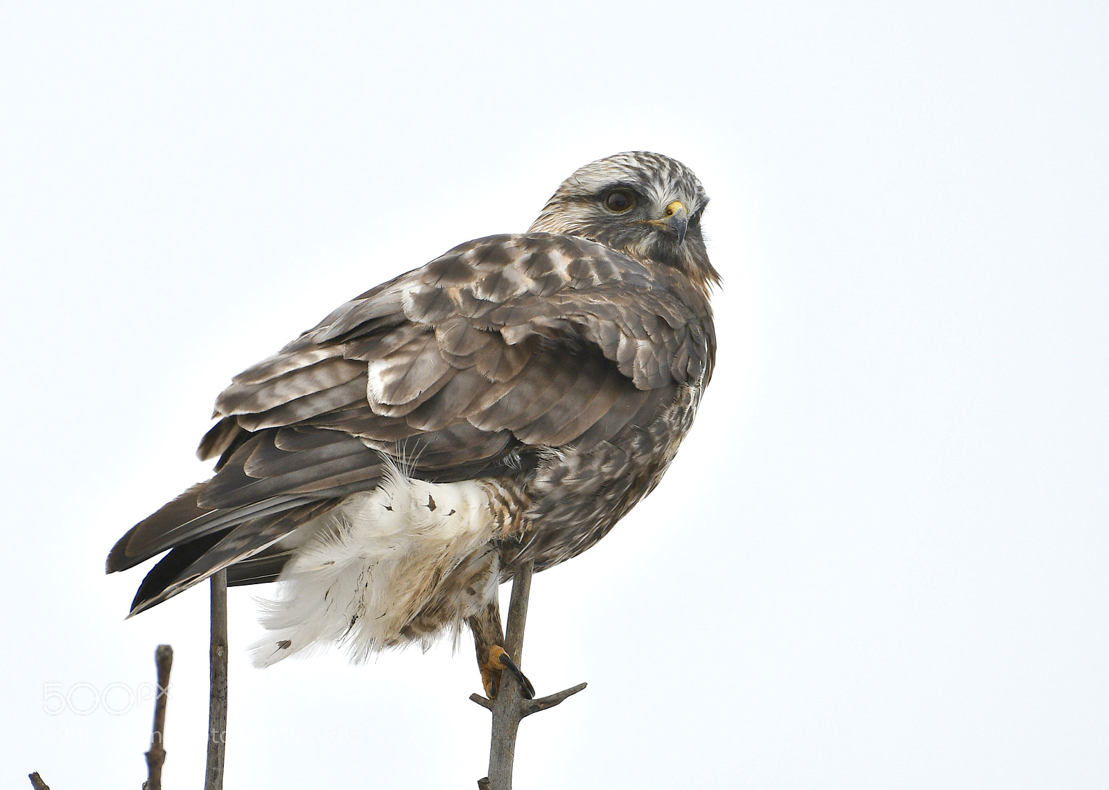 Nikon D500 sample photo. Rough legged hawk photography