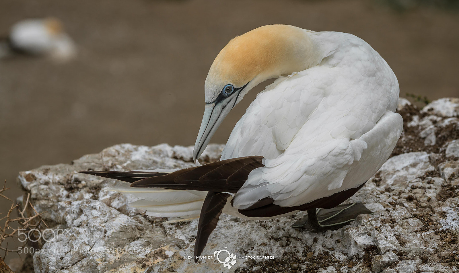 Canon EOS 7D sample photo. Fou austral (morus serrator) photography