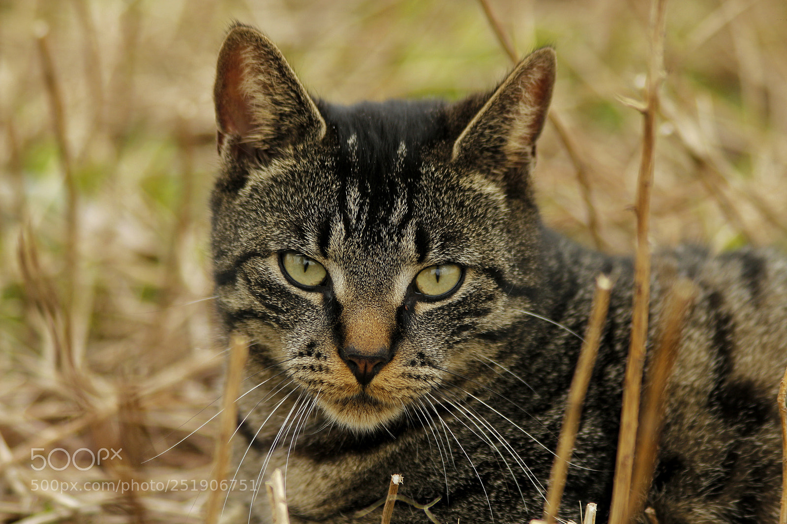 Canon EOS 700D (EOS Rebel T5i / EOS Kiss X7i) sample photo. Untitled photography