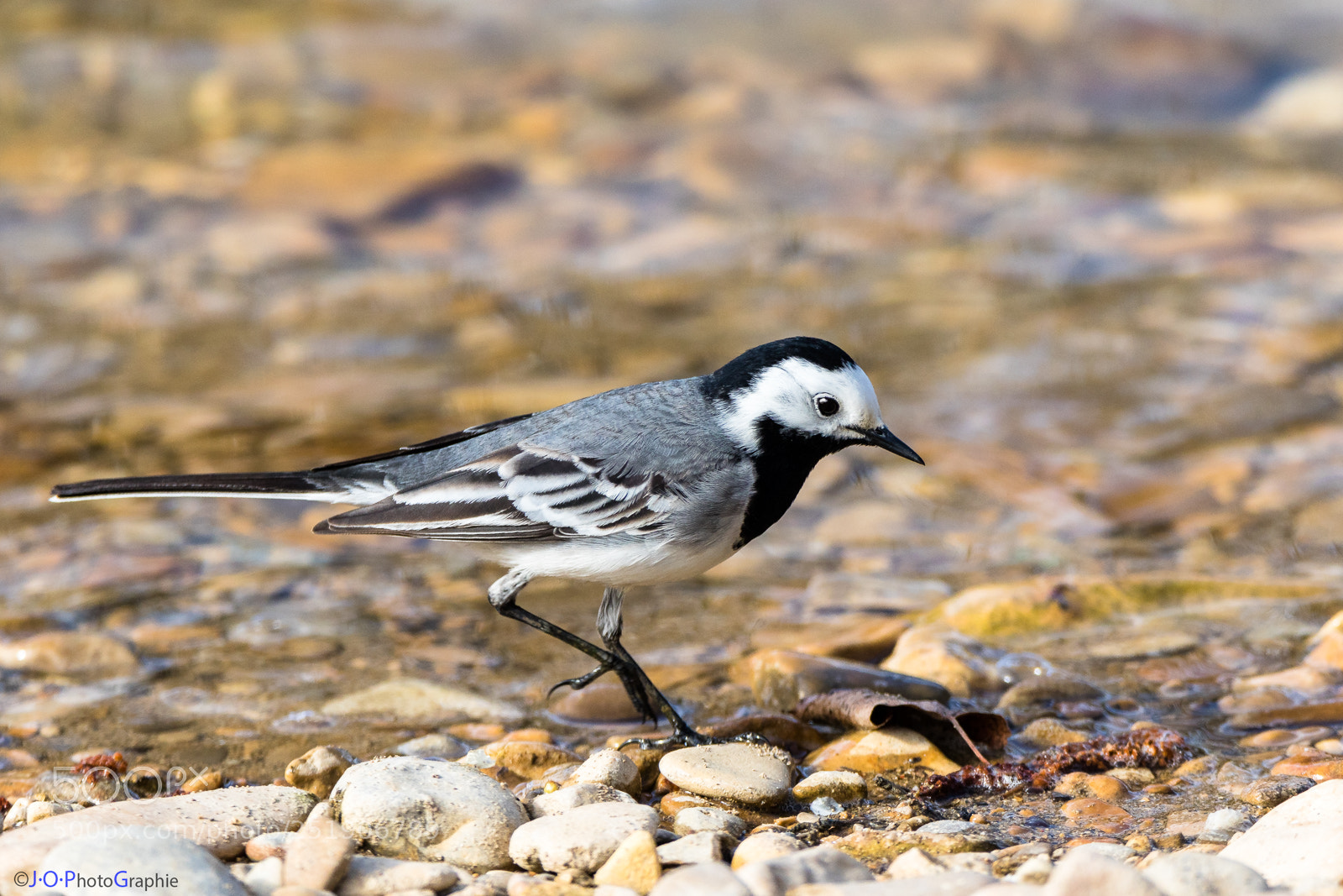 Canon EOS 7D Mark II sample photo. White wagtail, bachstelze photography