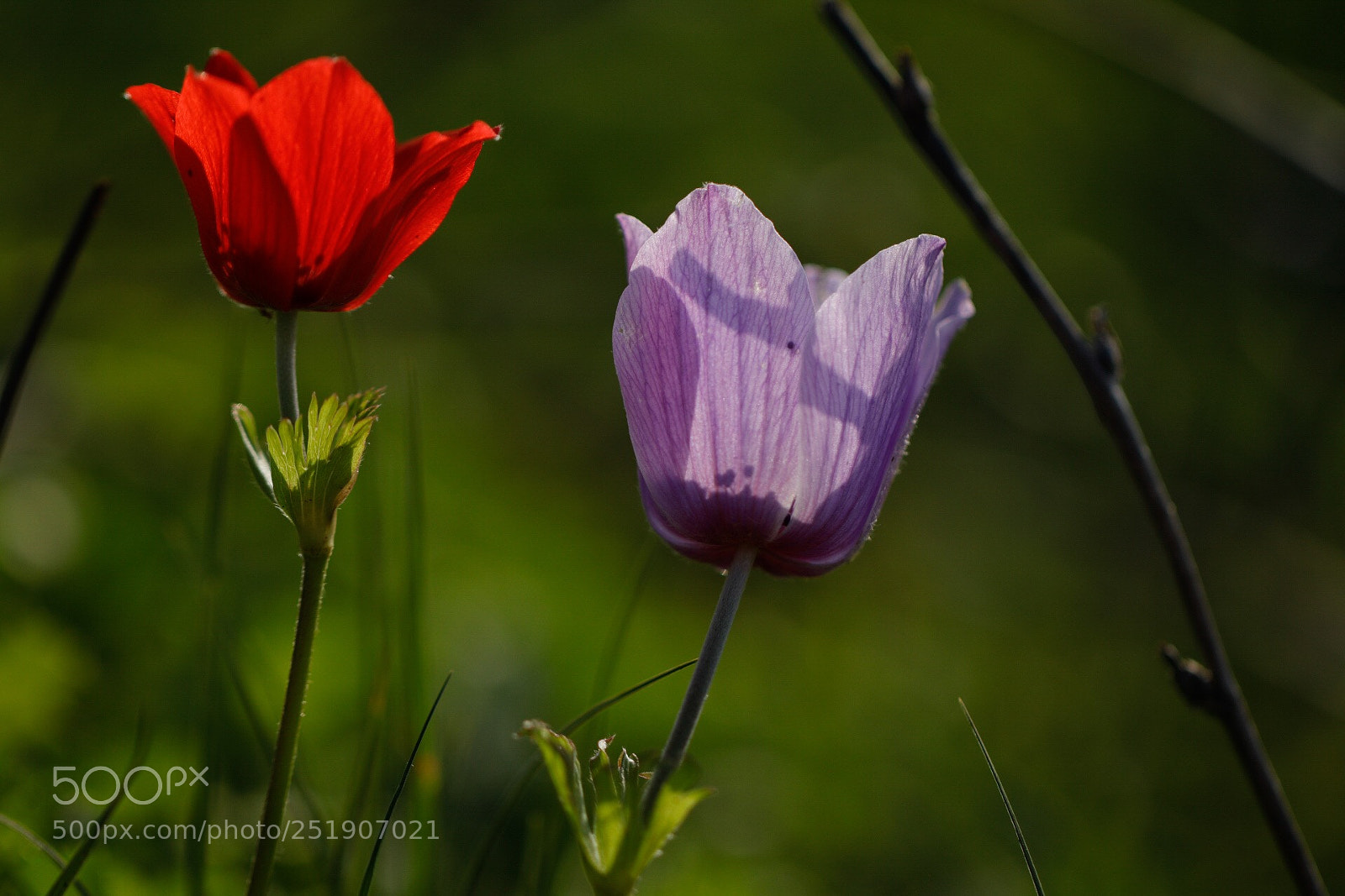 Canon EOS 80D sample photo. Untitled photography