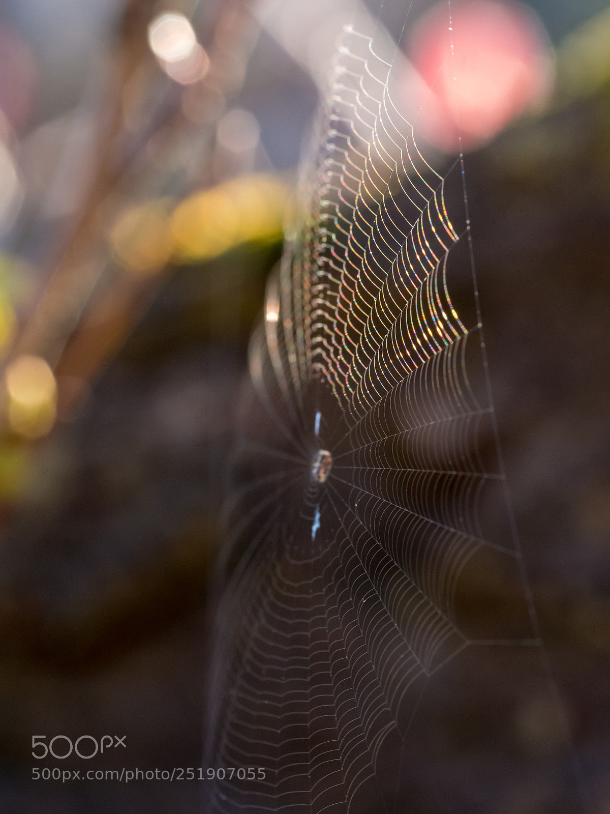 Olympus PEN E-PL5 sample photo. Spider web photography