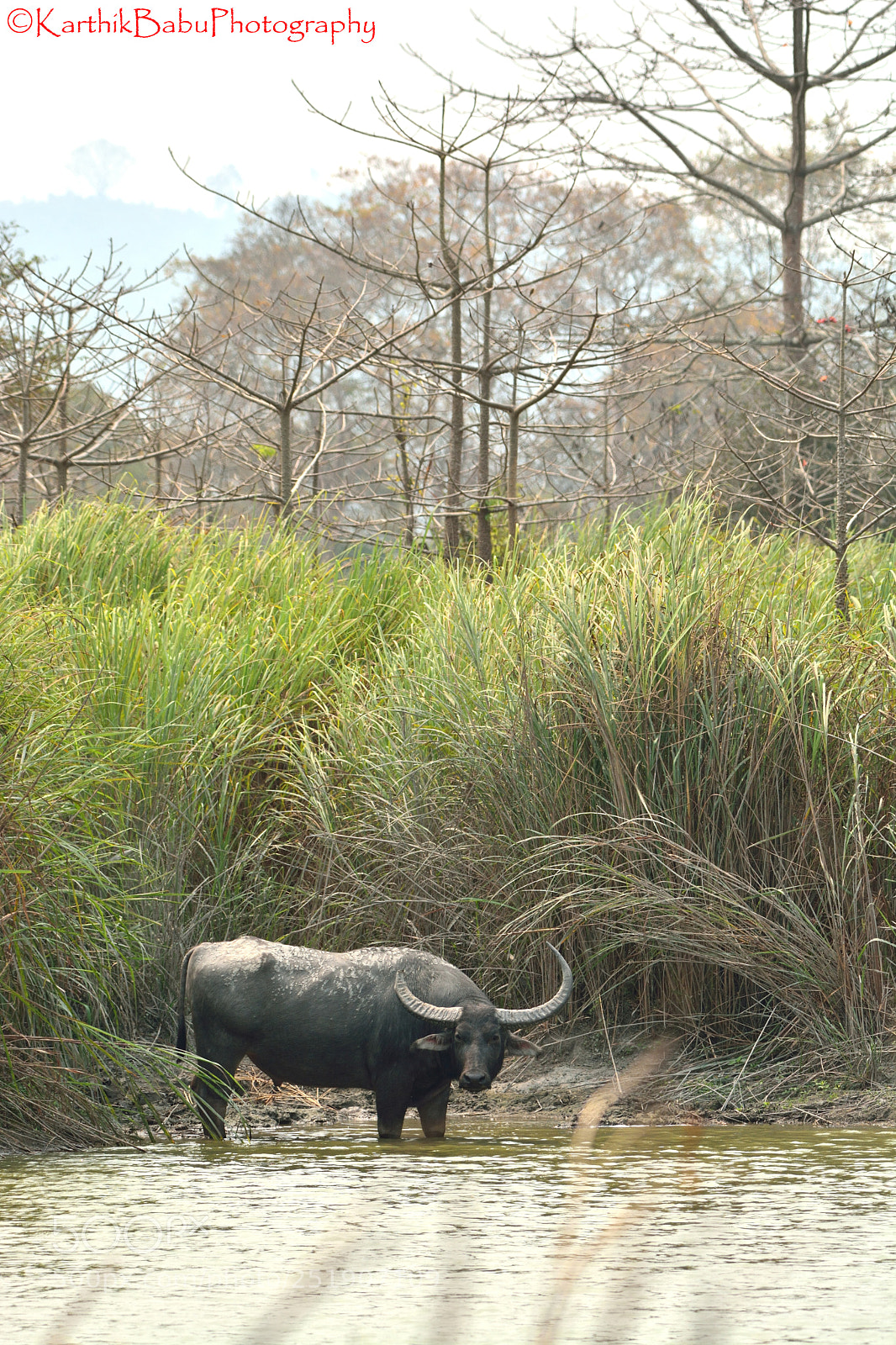 Nikon D7100 sample photo. Water buffallo photography