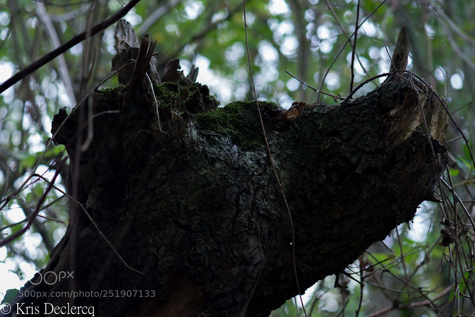 Nikon D600 sample photo. It's frightning in the photography