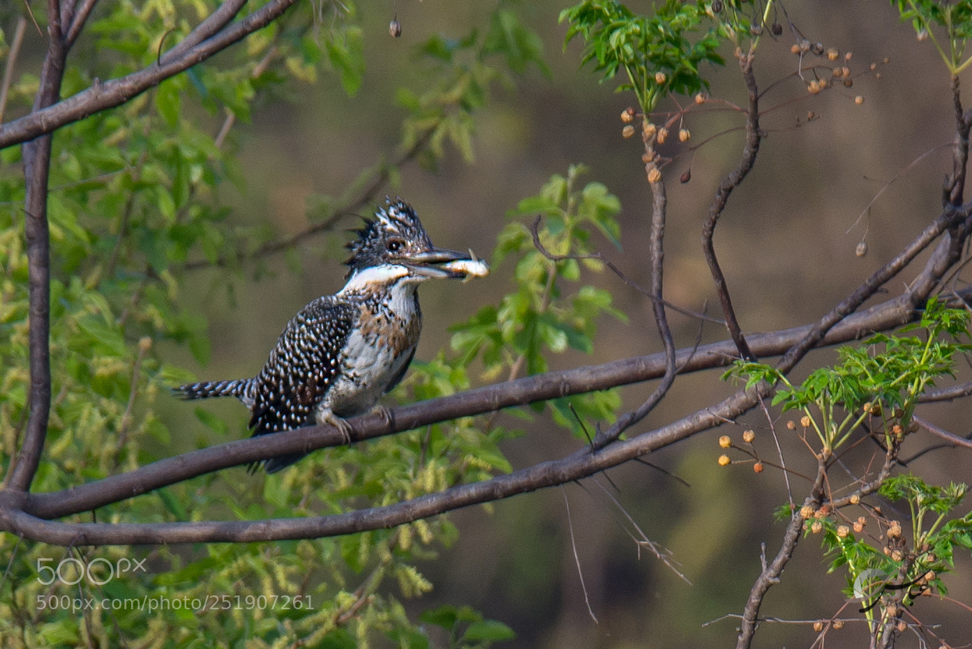 Nikon D7100 sample photo. Crested kingfisher (male) photography