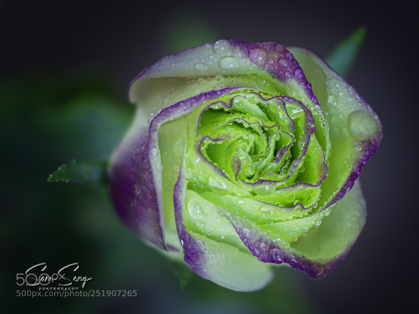 Olympus OM-D E-M10 III sample photo. Stoma bud photography