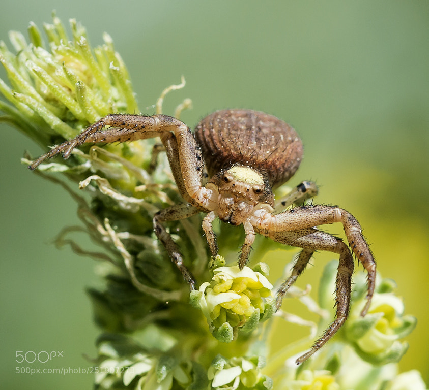 Nikon D7200 sample photo. Araña cangrejo photography