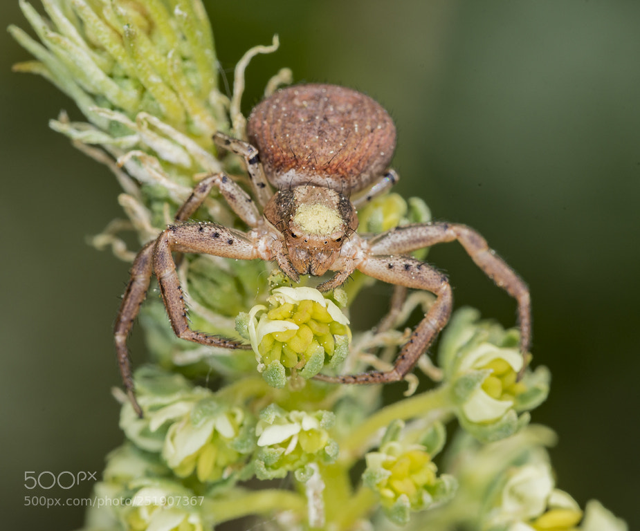 Nikon D7200 sample photo. Araña cangrejo photography