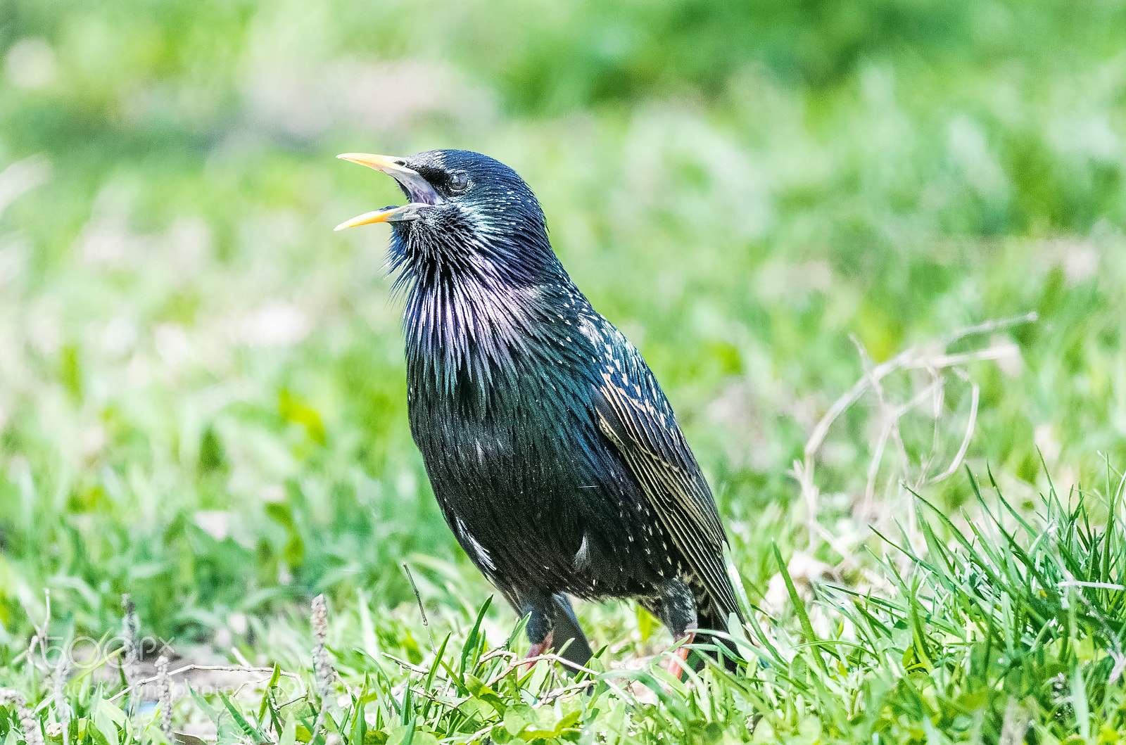 Nikon D500 sample photo. Spring singing photography