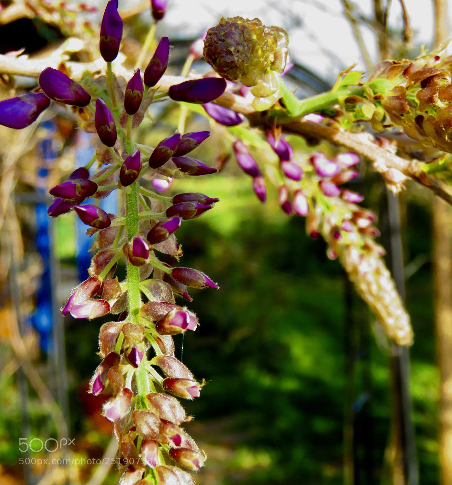 Canon PowerShot SX60 HS sample photo. Wisteria ii photography