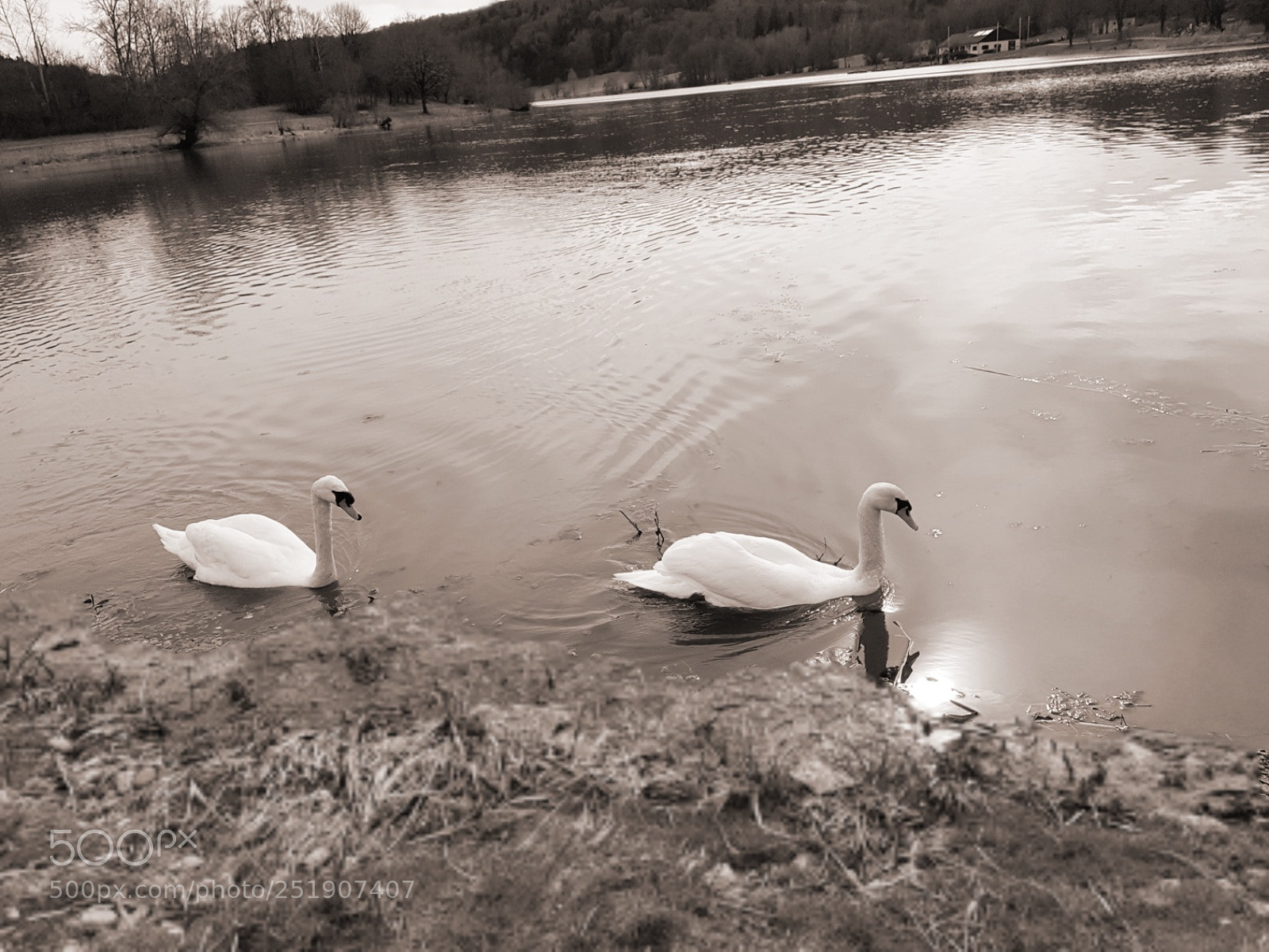 Samsung Galaxy S7 sample photo. Swans photography
