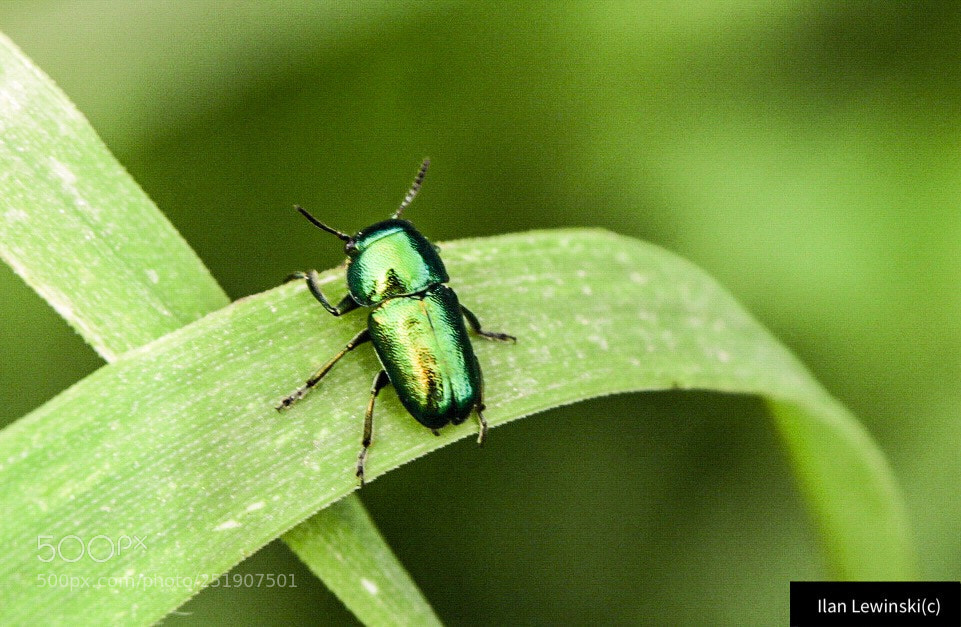 Canon EOS 80D sample photo. Untitled photography