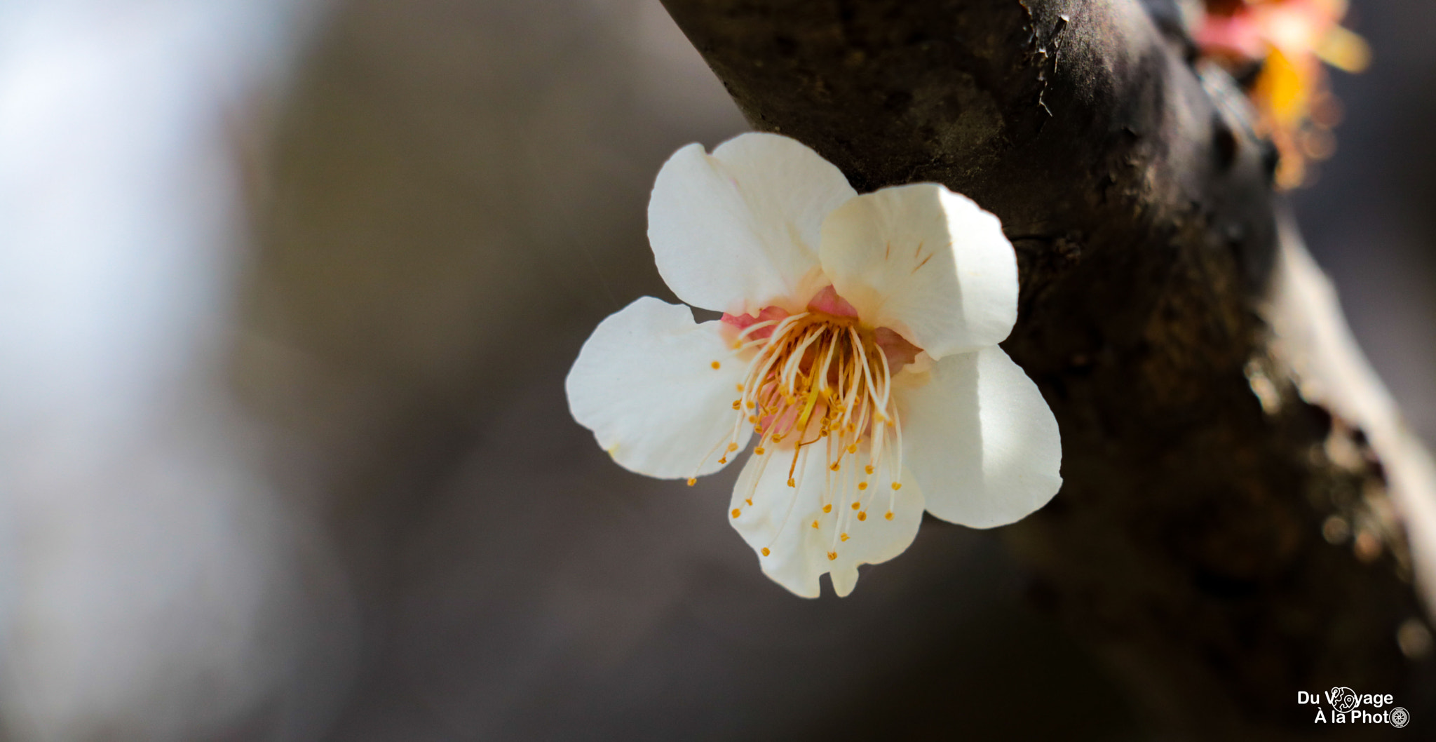 Canon EOS 760D (EOS Rebel T6s / EOS 8000D) sample photo. Hanami, or the art of watching flower photography