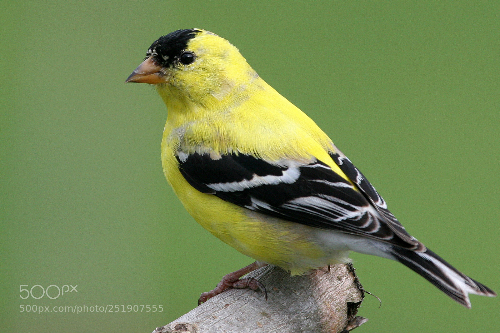 Canon EOS 20D sample photo. Mr. goldfinch photography