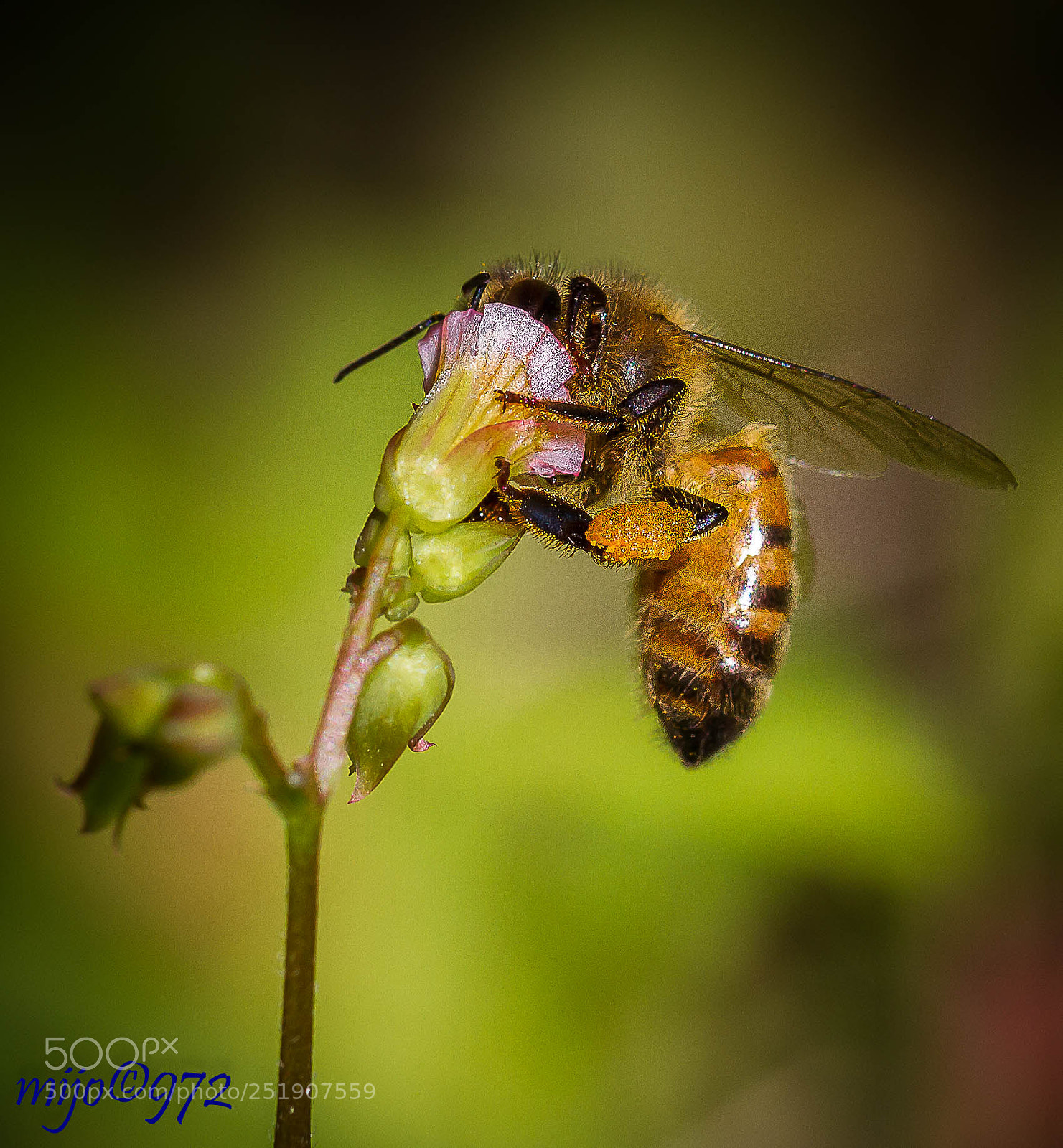 Canon EOS 7D sample photo. Bee photography