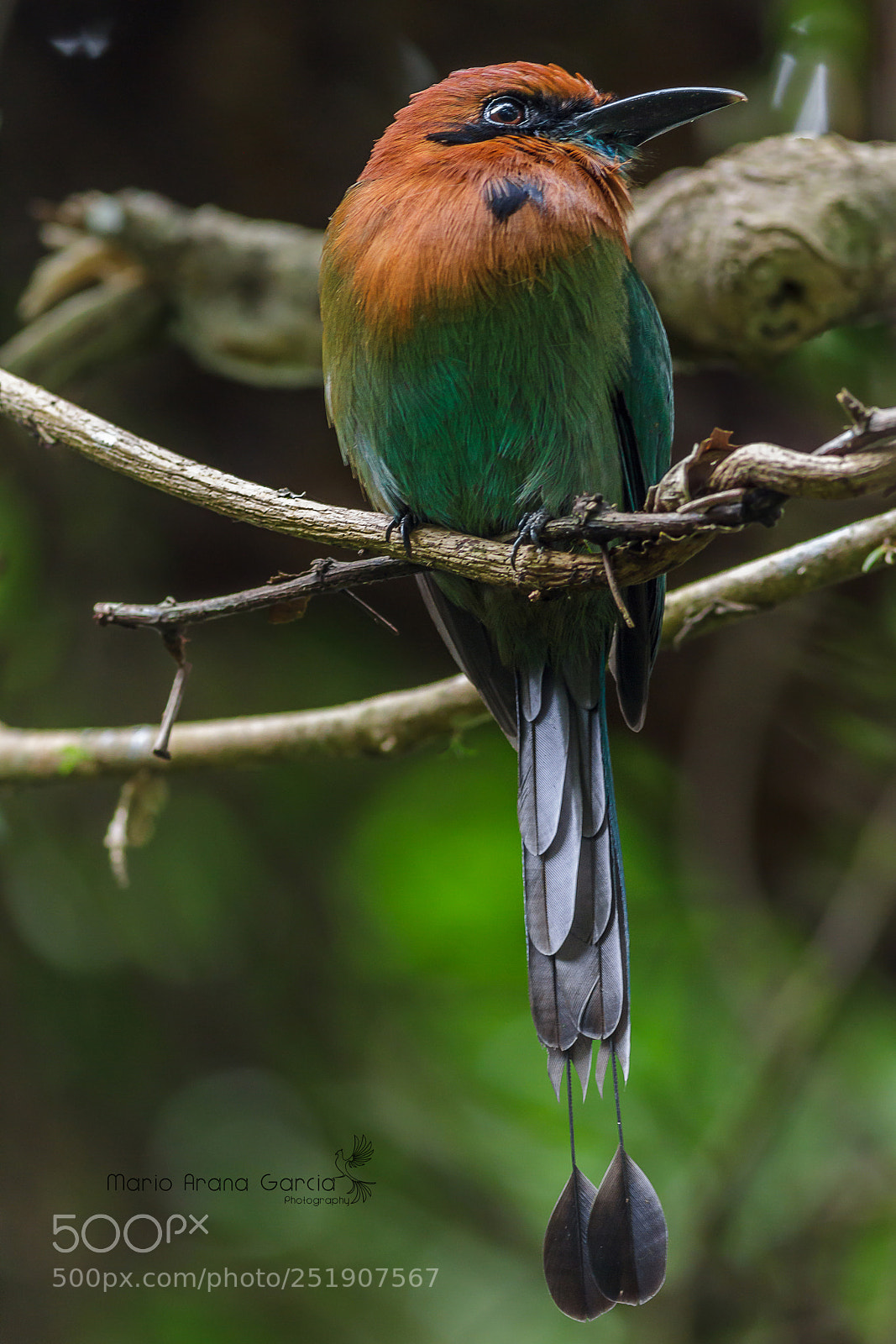 Canon EOS 7D sample photo. Broad-billed motmot photography