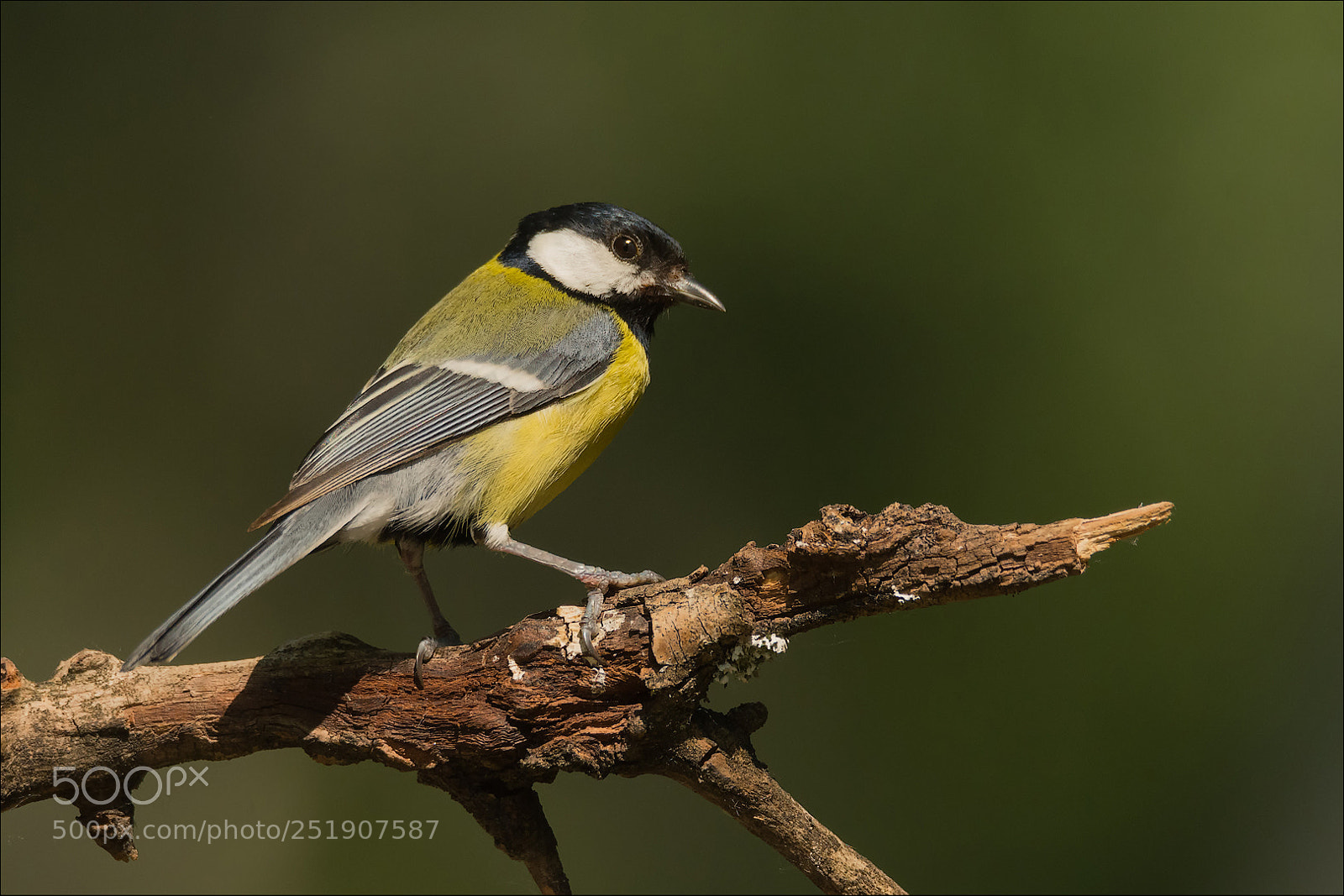 Nikon D7200 sample photo. Great tit / kohlmeise photography