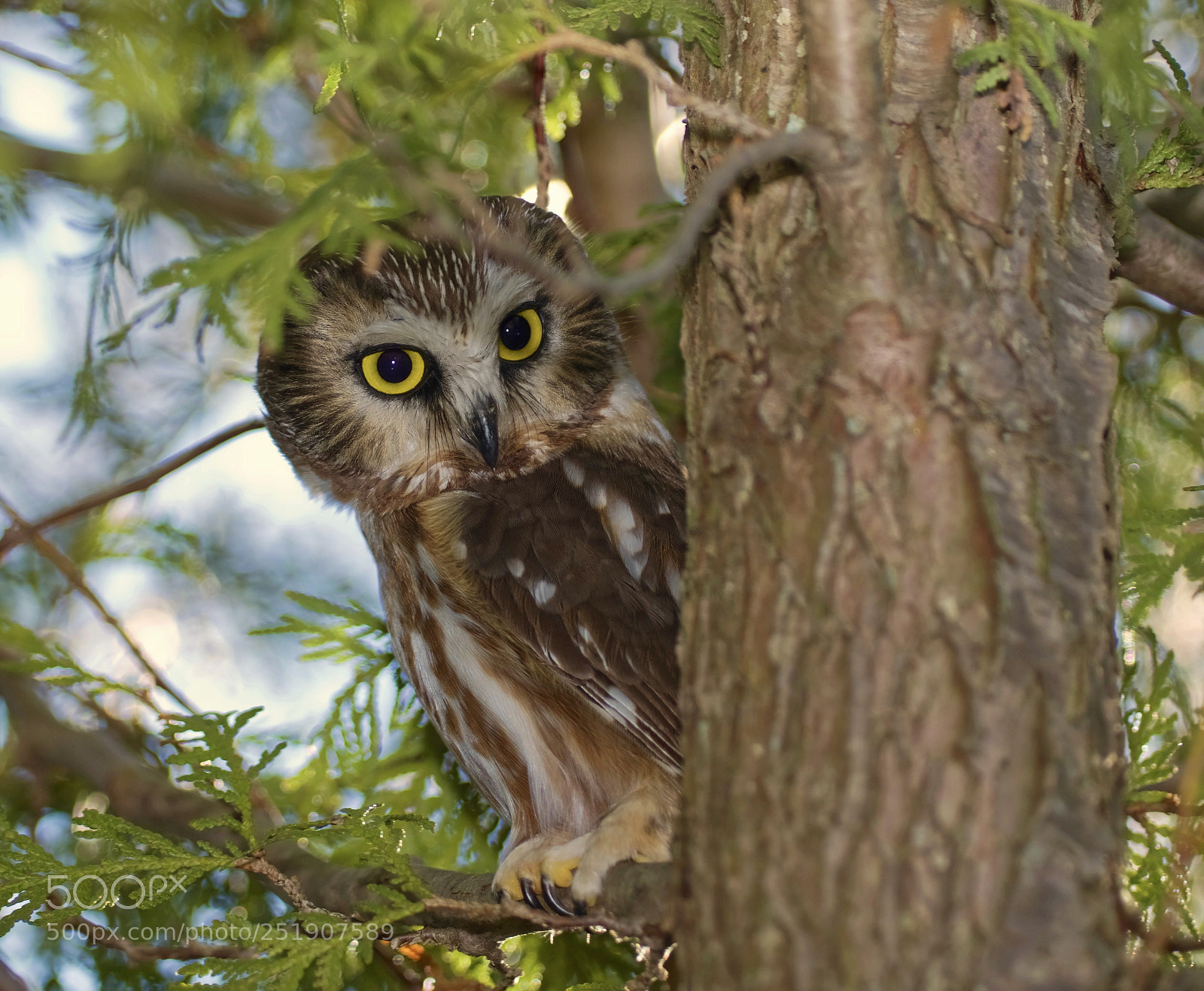 Pentax K-3 sample photo. Northern saw whet owl photography