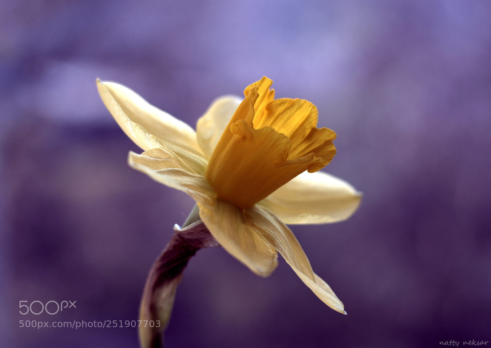 Nikon D5300 sample photo. #springtime...1 photography