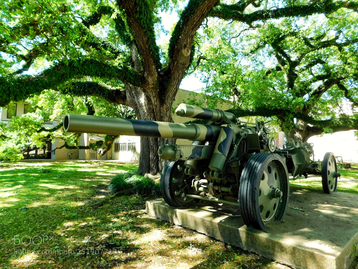 Nikon Coolpix B500 sample photo. Big gun, big tree photography