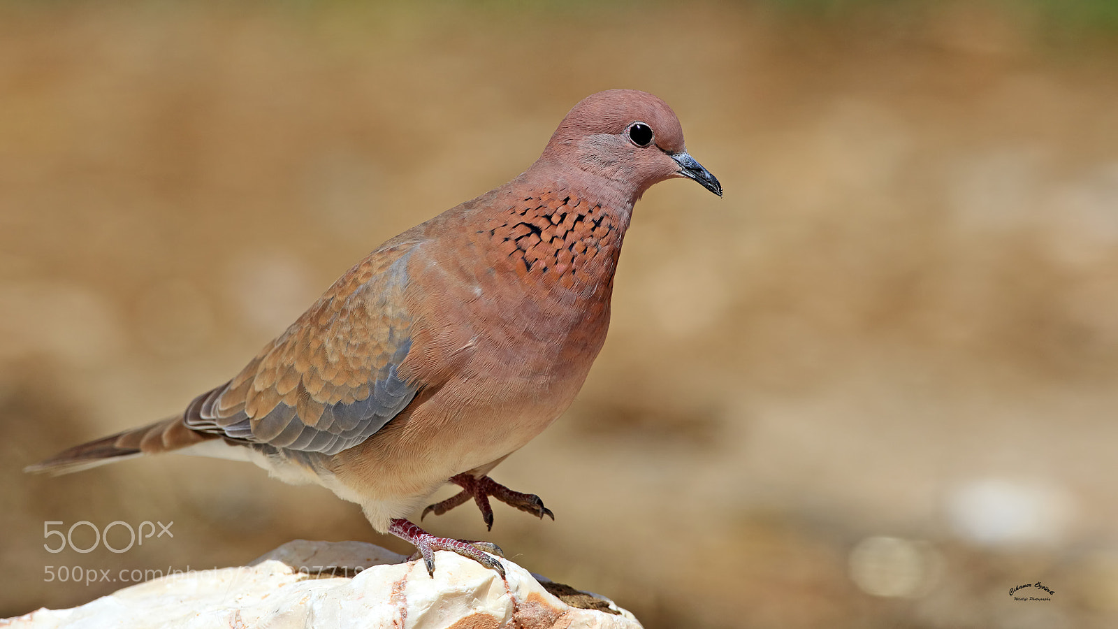 Canon EOS 7D Mark II sample photo. Laughing dove. photography