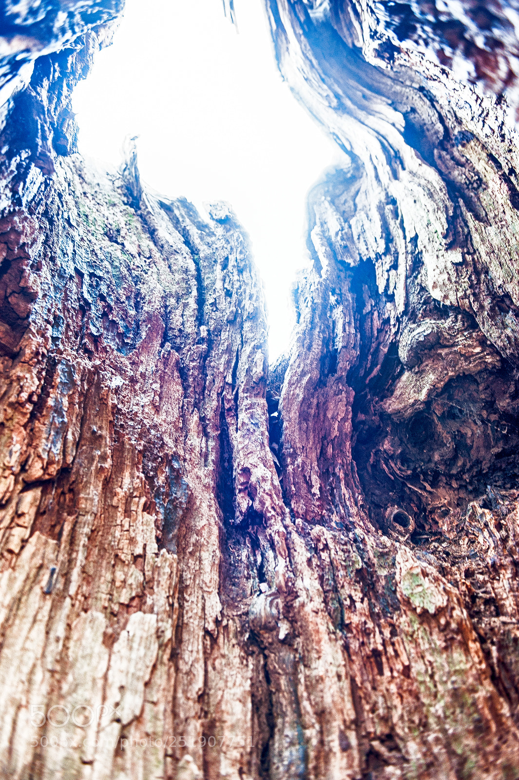 Nikon D700 sample photo. From inside the hollow photography