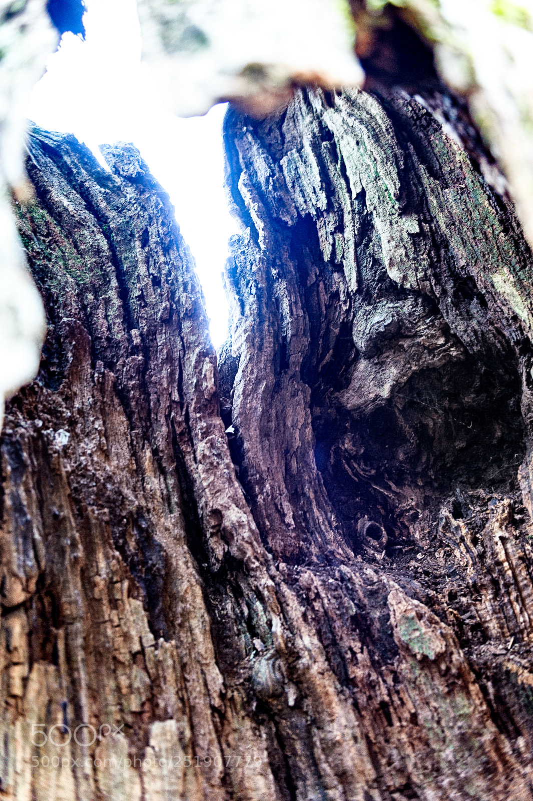 Nikon D700 sample photo. From inside the hollow photography