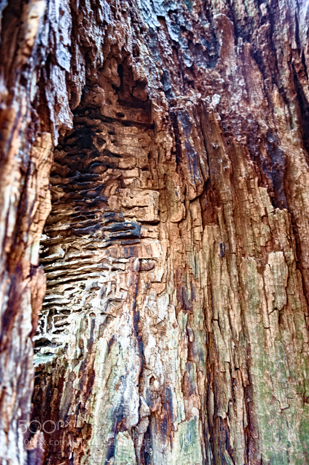 Nikon D700 sample photo. From inside the hollow photography
