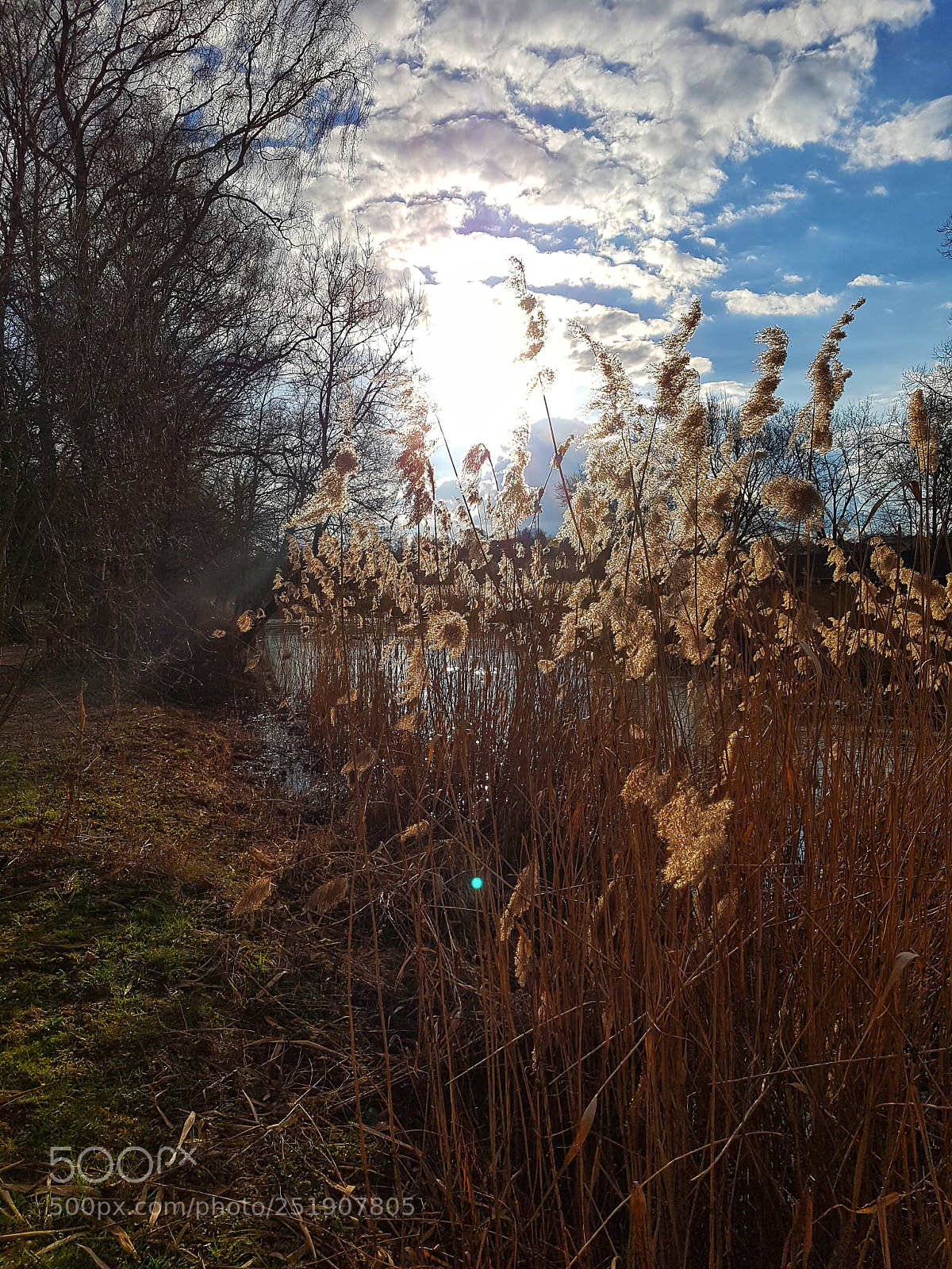 Samsung Galaxy S7 sample photo. Sunshine through reed photography