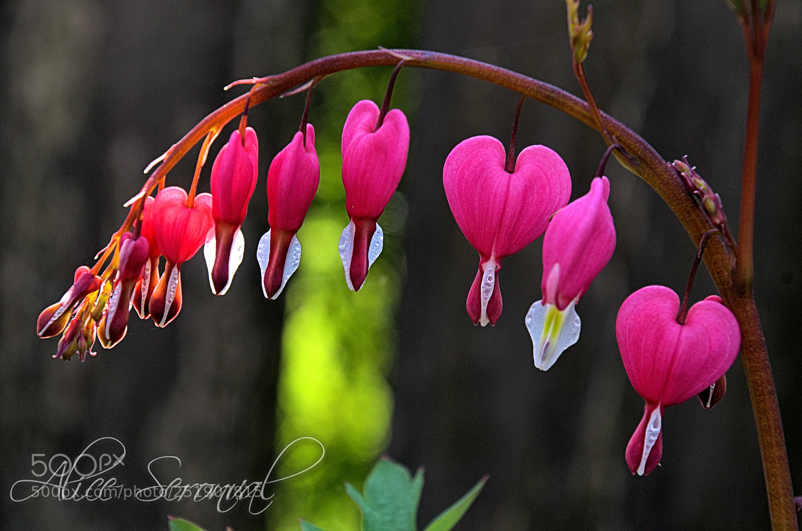 Nikon D7000 sample photo. Coeurs de marie photography