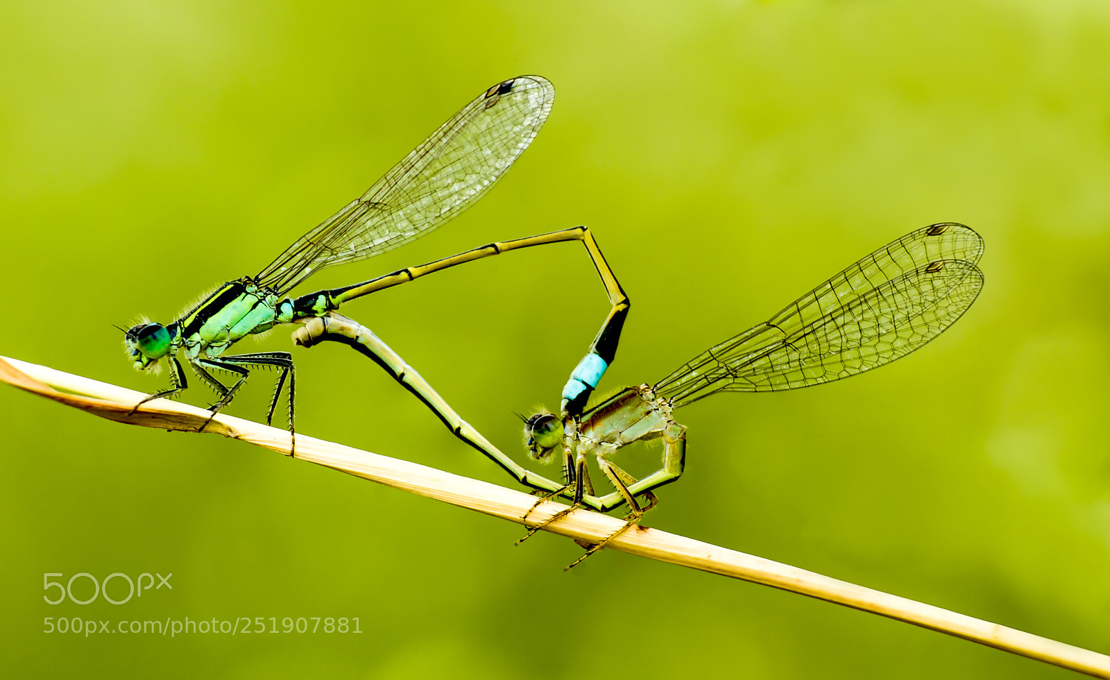 Canon EOS 1200D (EOS Rebel T5 / EOS Kiss X70 / EOS Hi) sample photo. Dameselfly's love!! photography
