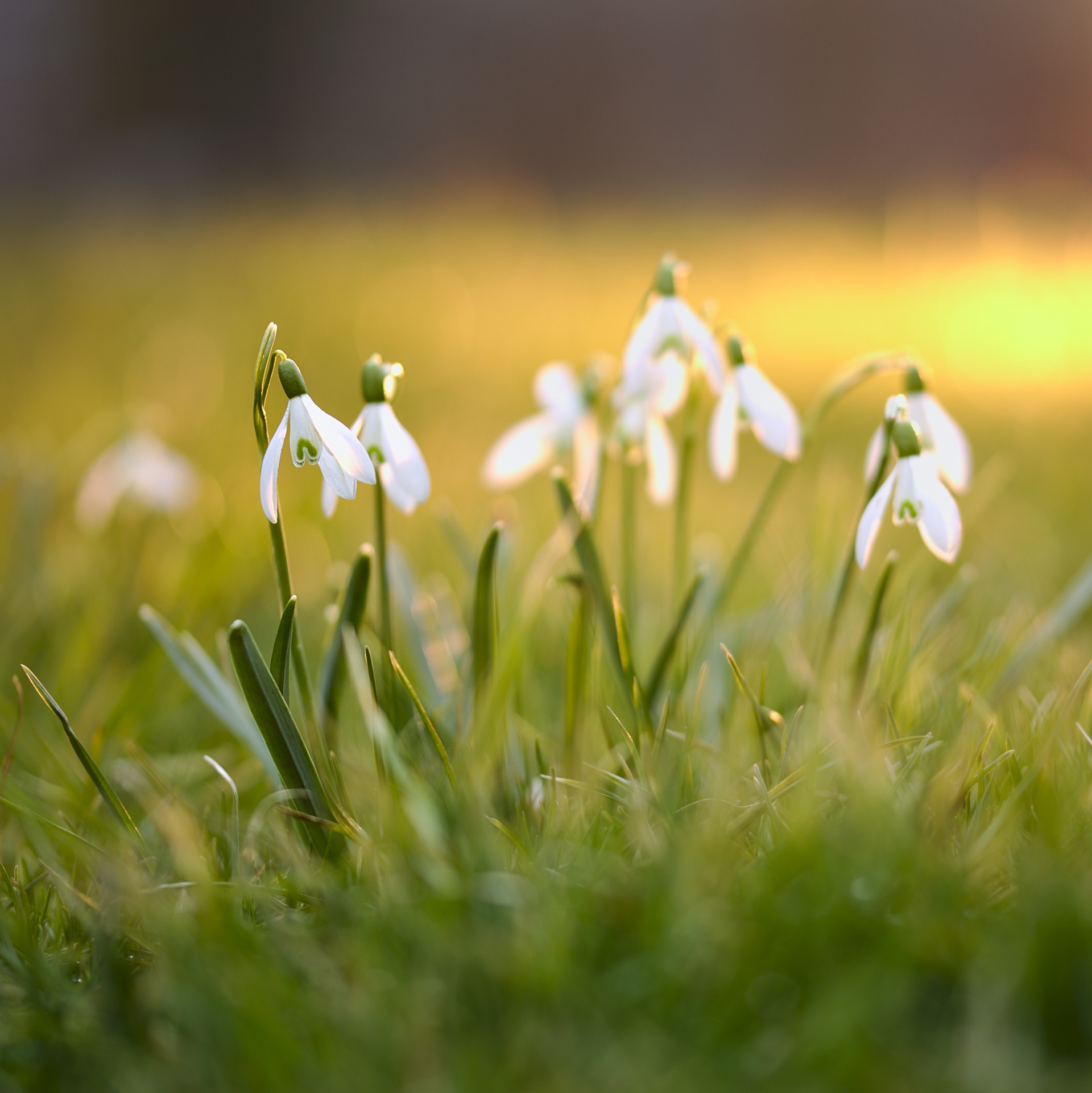 Sigma 105mm F2.8 EX DG OS HSM sample photo. Springflowers photography