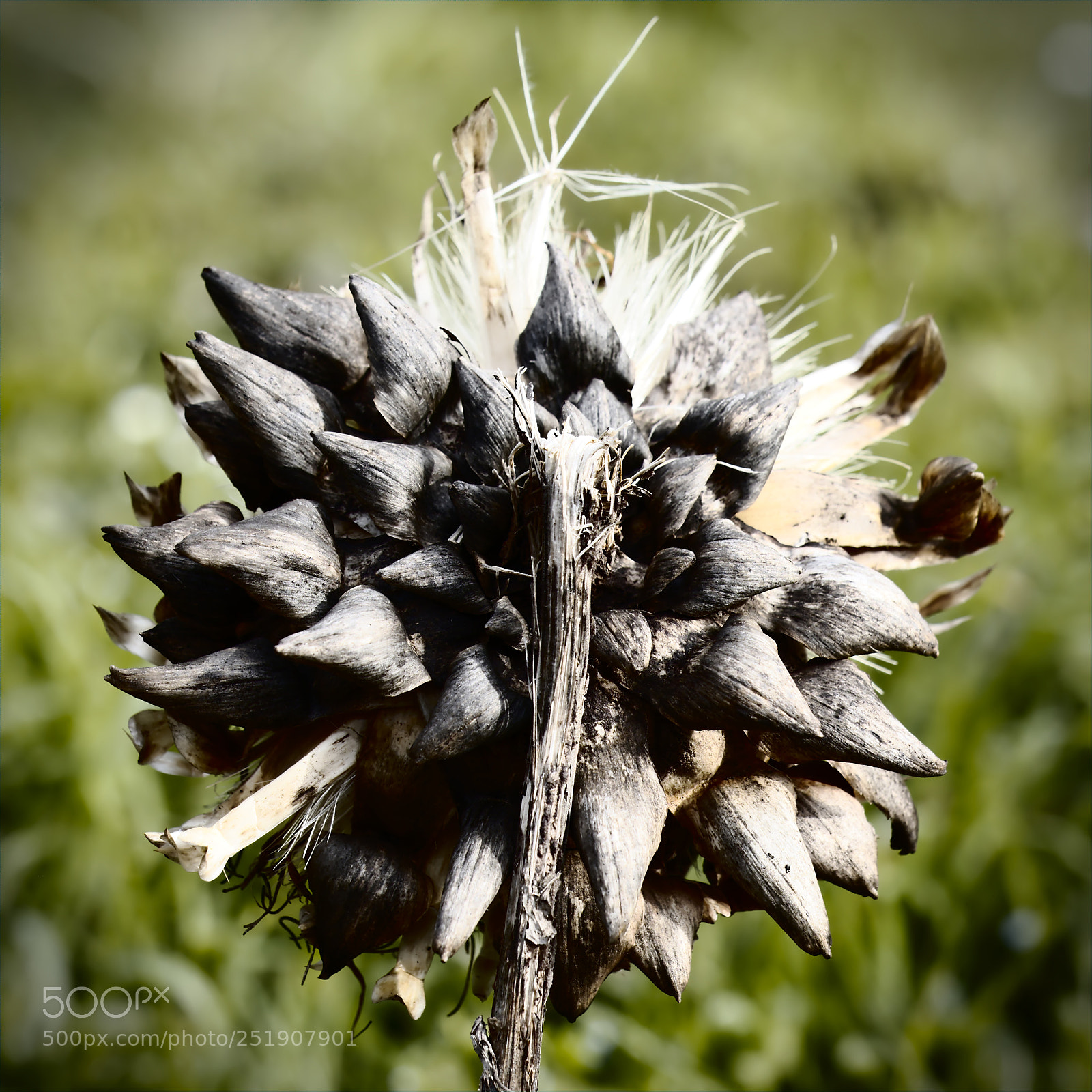 Fujifilm X-T2 sample photo. Wornoutthistle photography