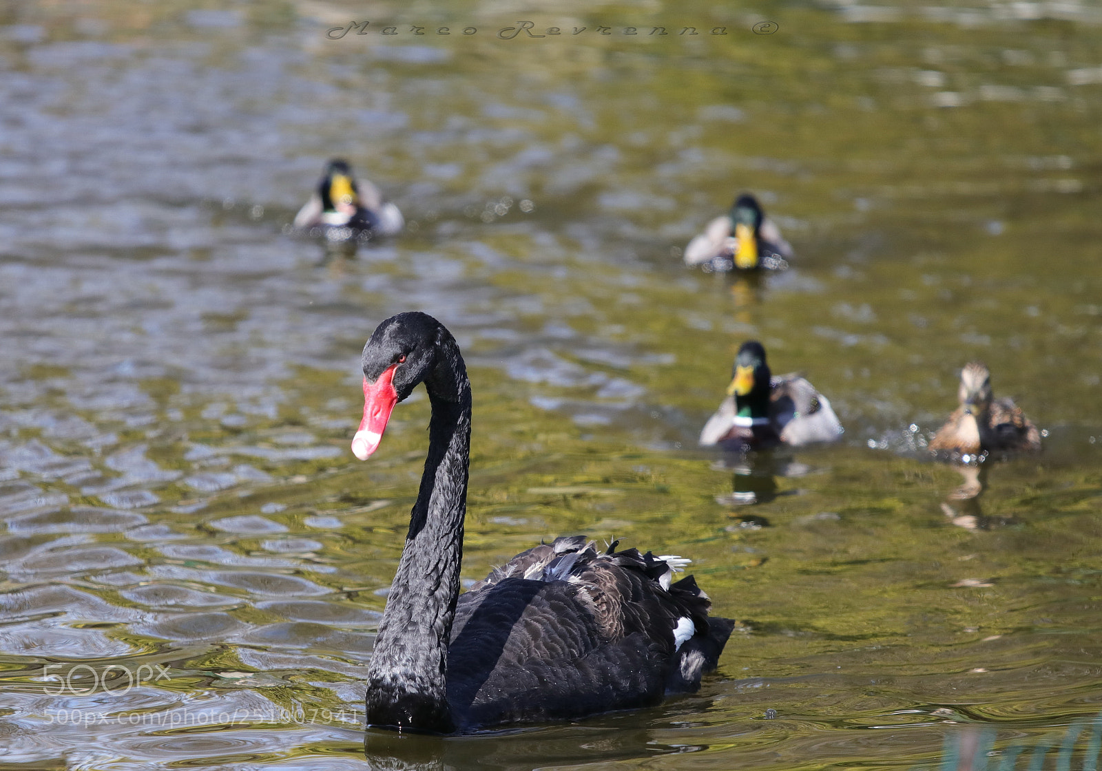 Canon EOS 80D sample photo. Go black swan photography