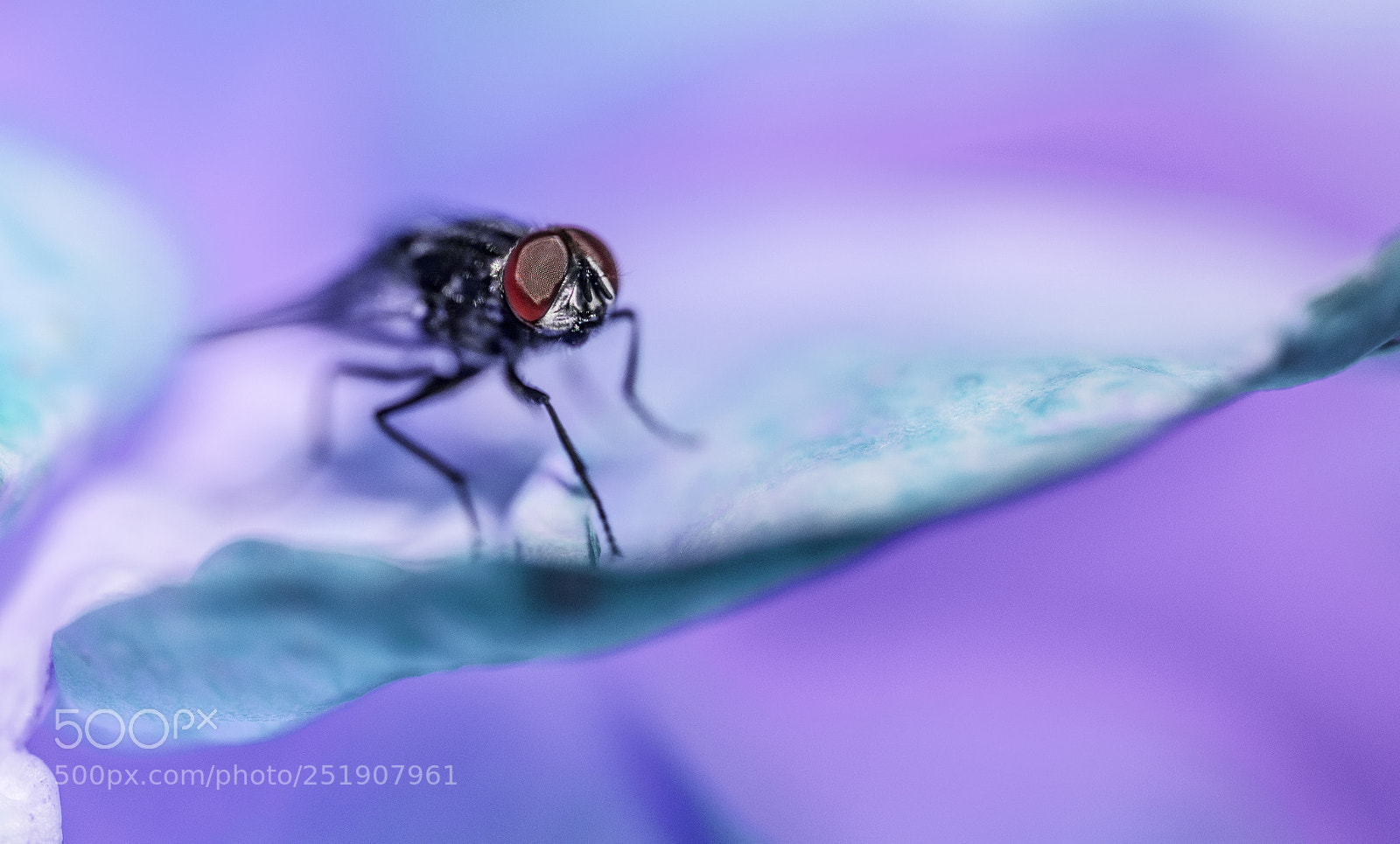 Nikon D610 sample photo. Little fly iv photography