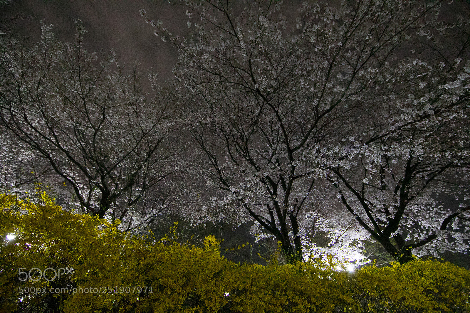 Canon EOS 5D Mark IV sample photo. Untitled photography