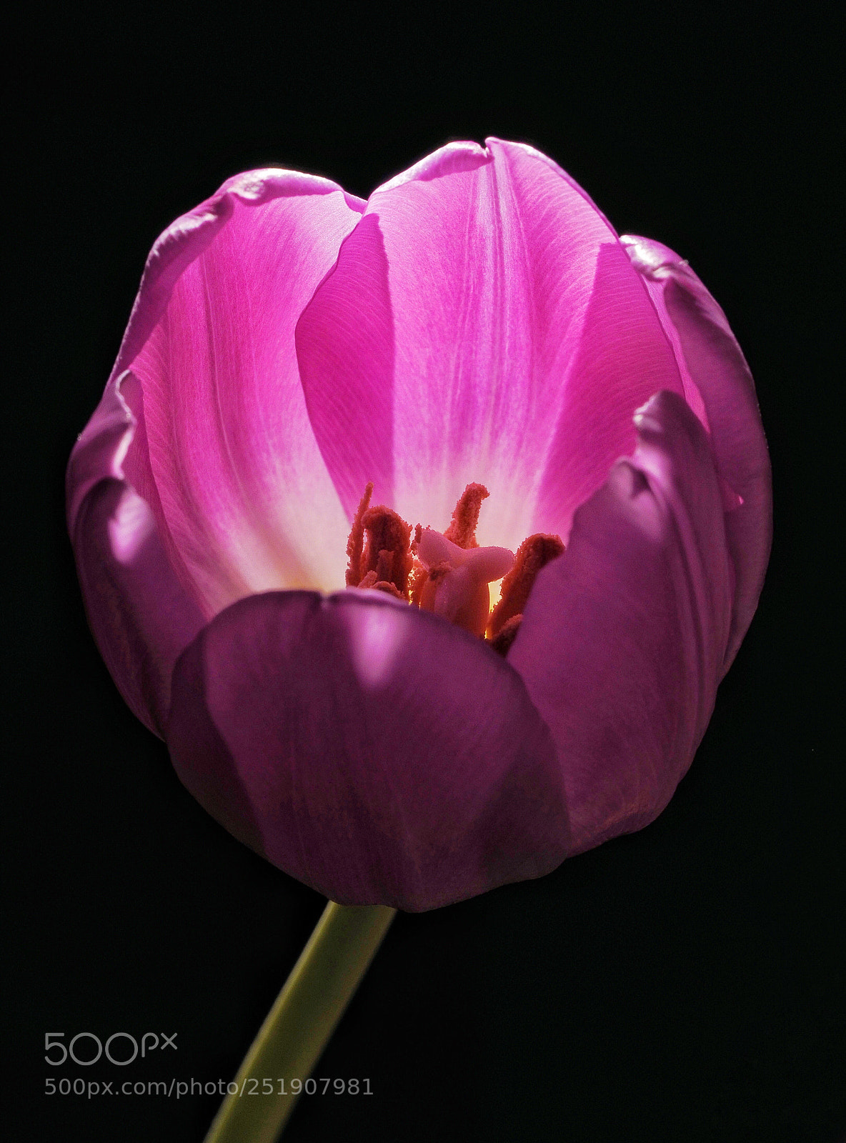 Olympus OM-D E-M1 sample photo. Tulpe photography