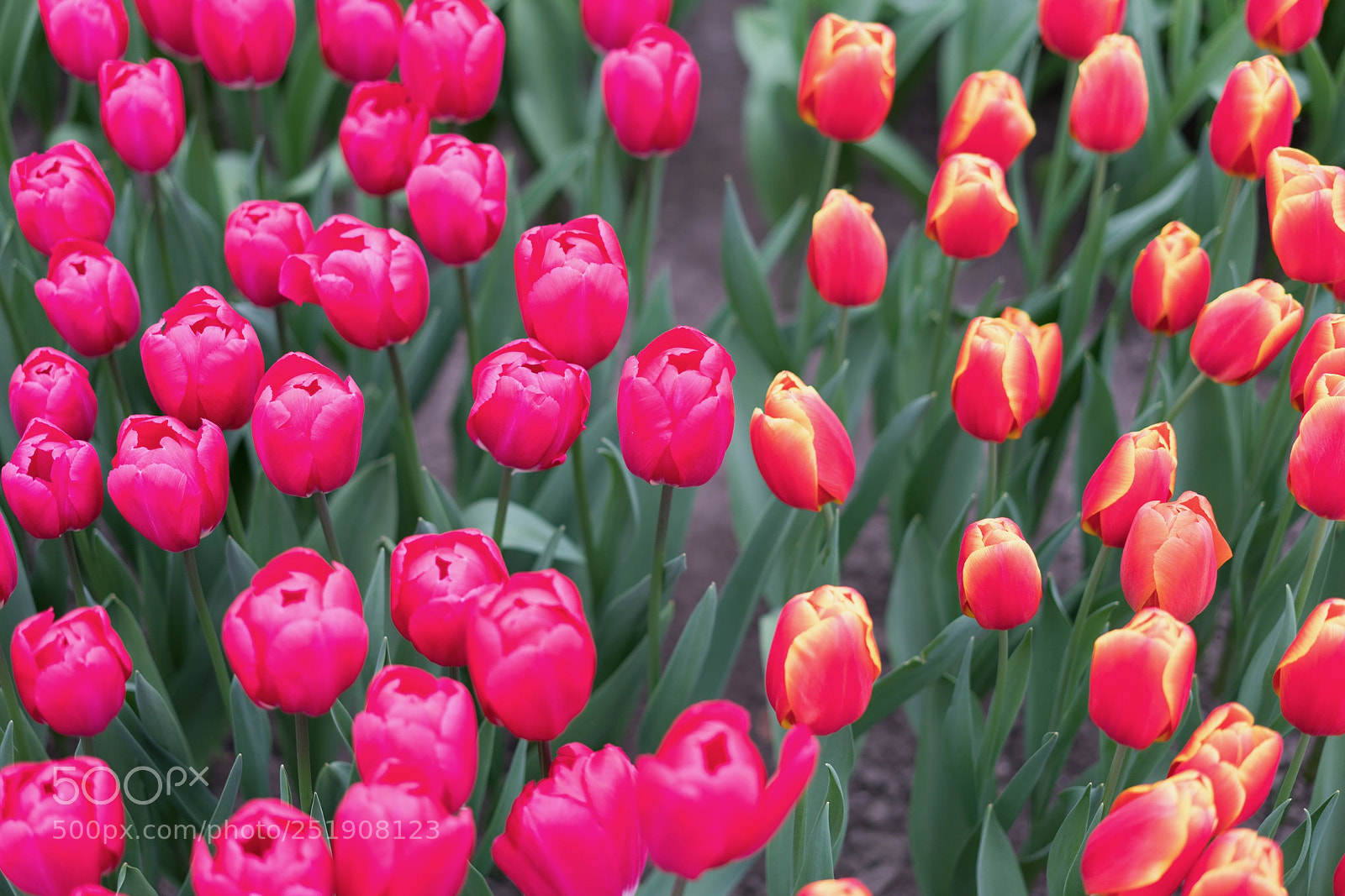 Sony a7R II sample photo. Keukenhof photography